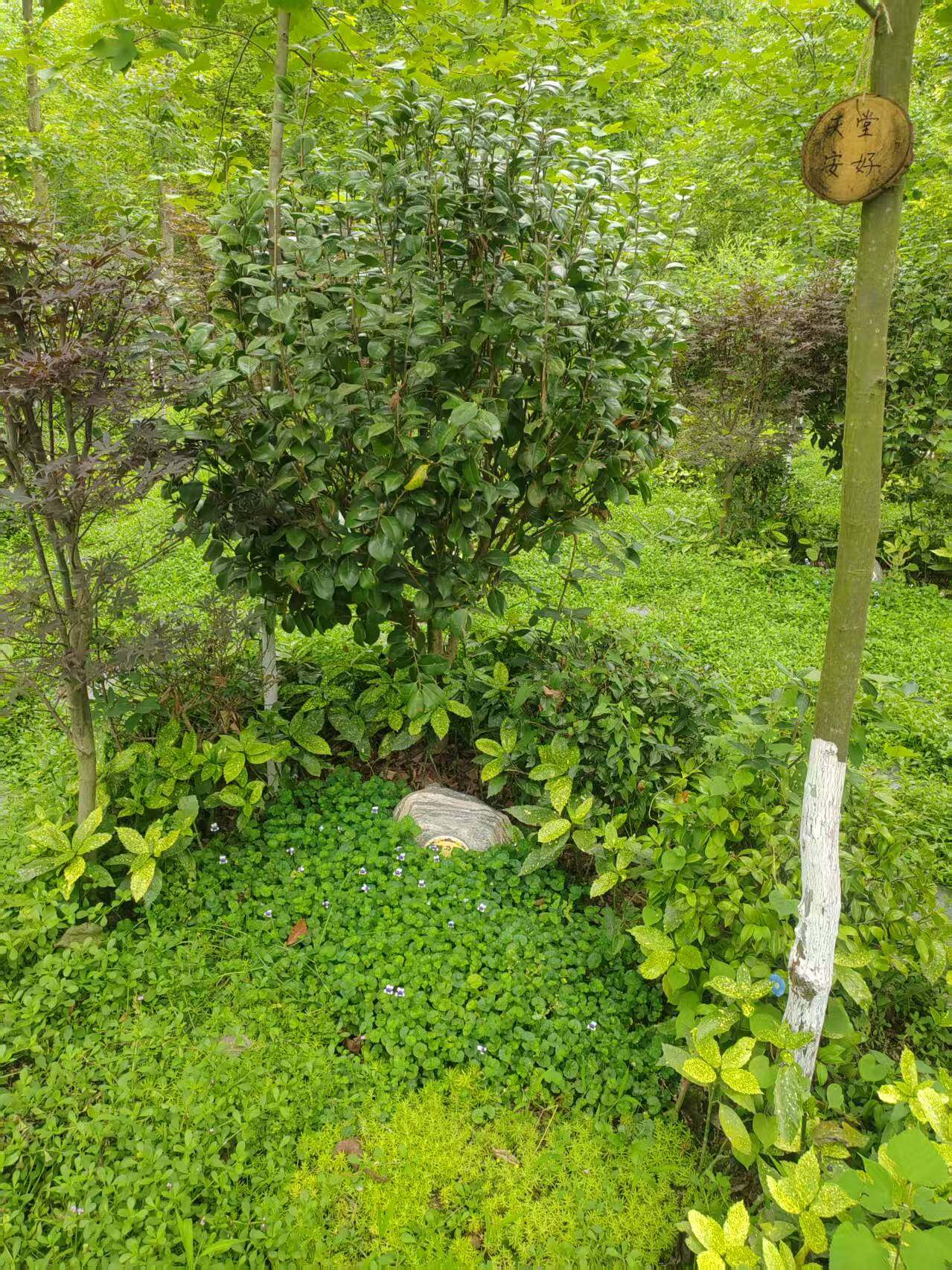 树葬-2