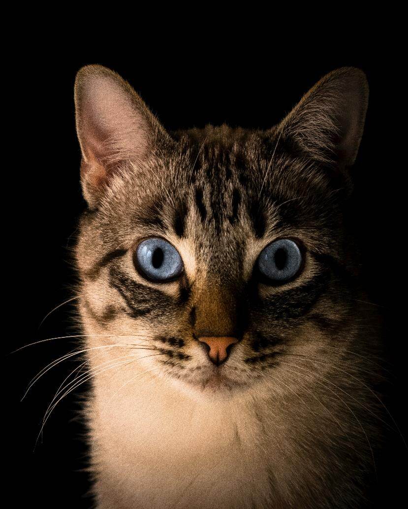 蓝眼睛猫咪在明亮居家环境中与主人对视