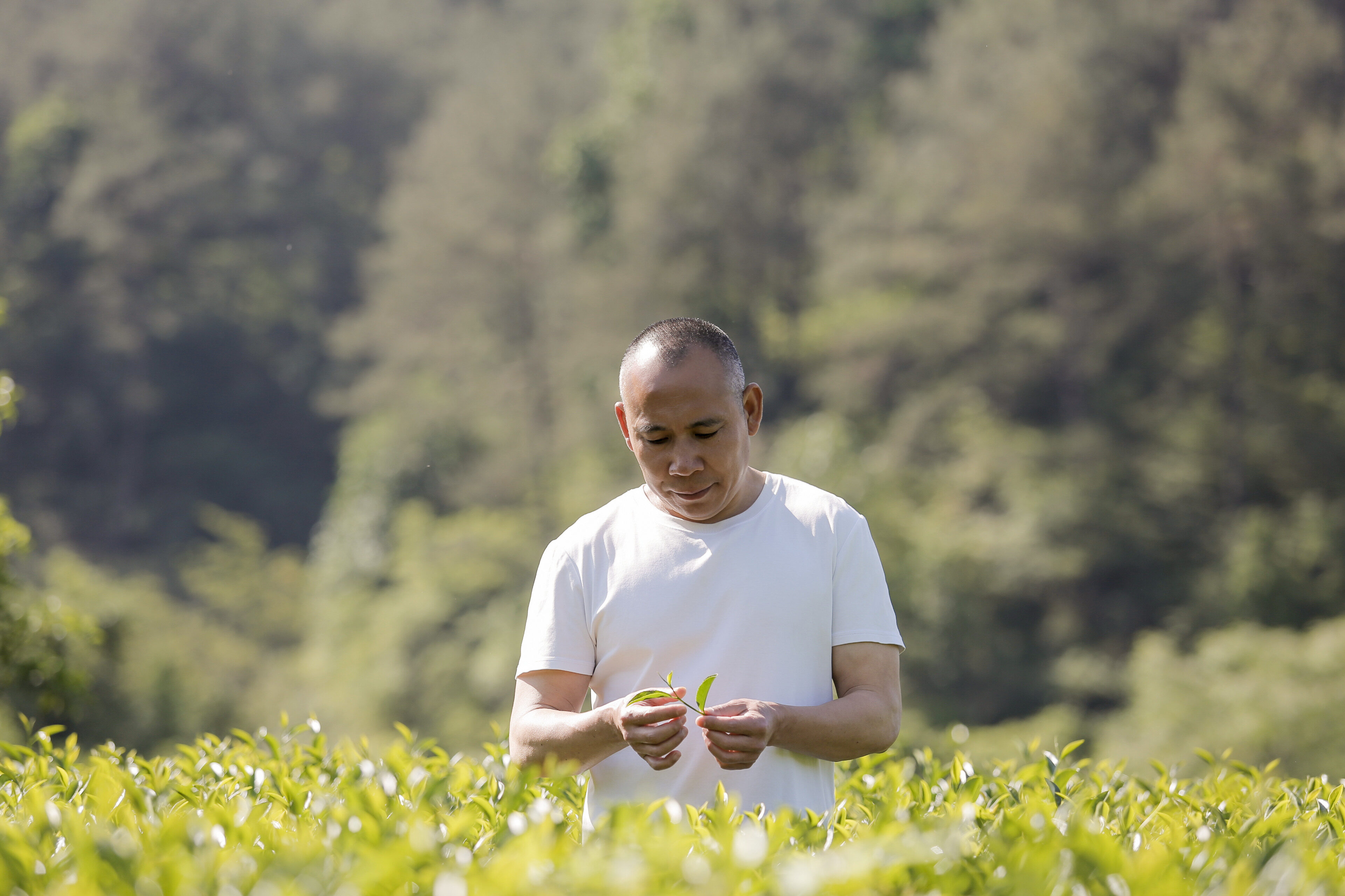 杨文春与茶