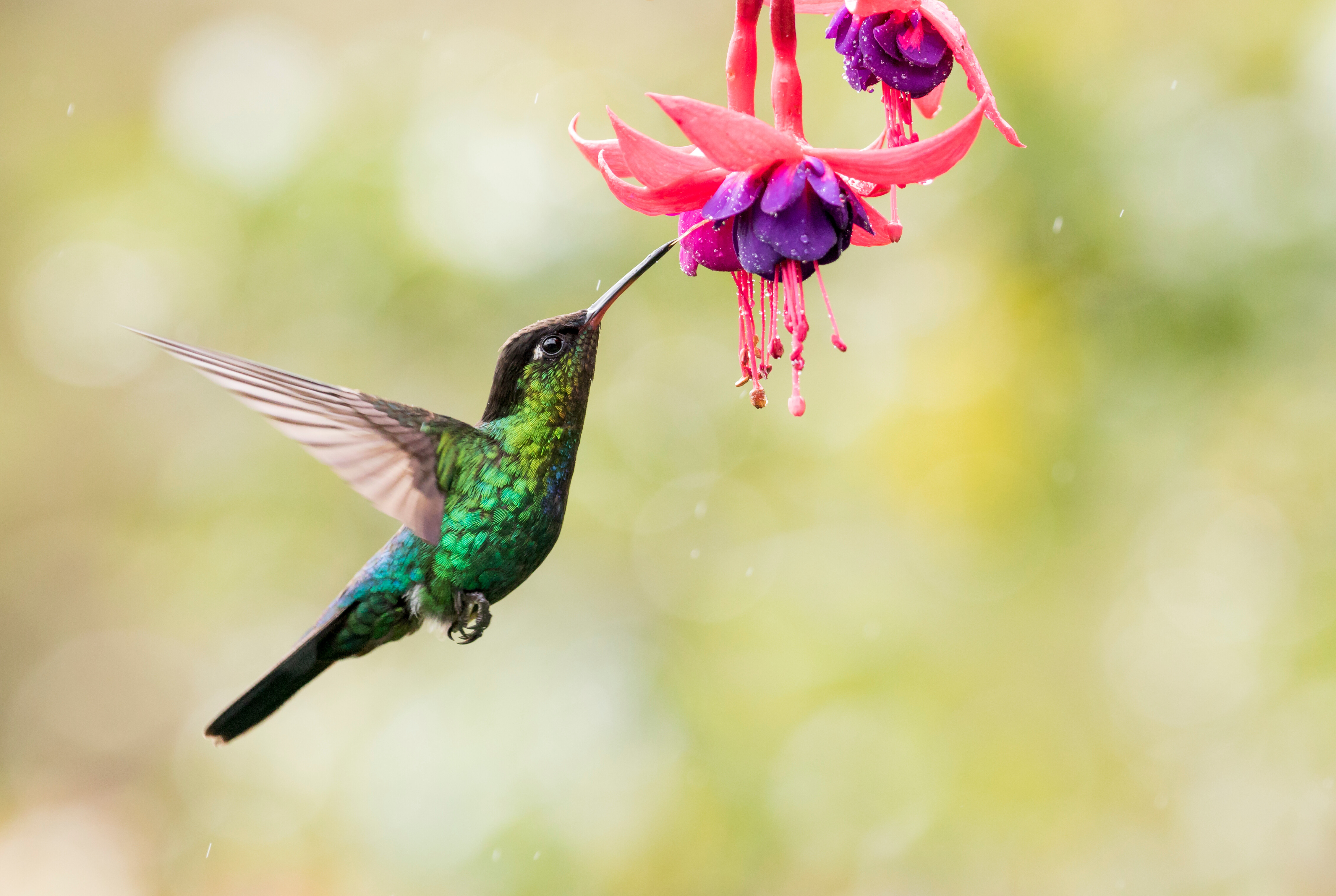 Hummingbird Logo