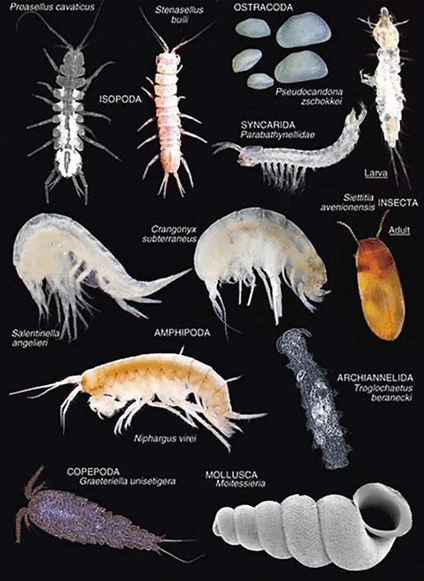公民科学和环境DNA结合:研究地下水生物多样性