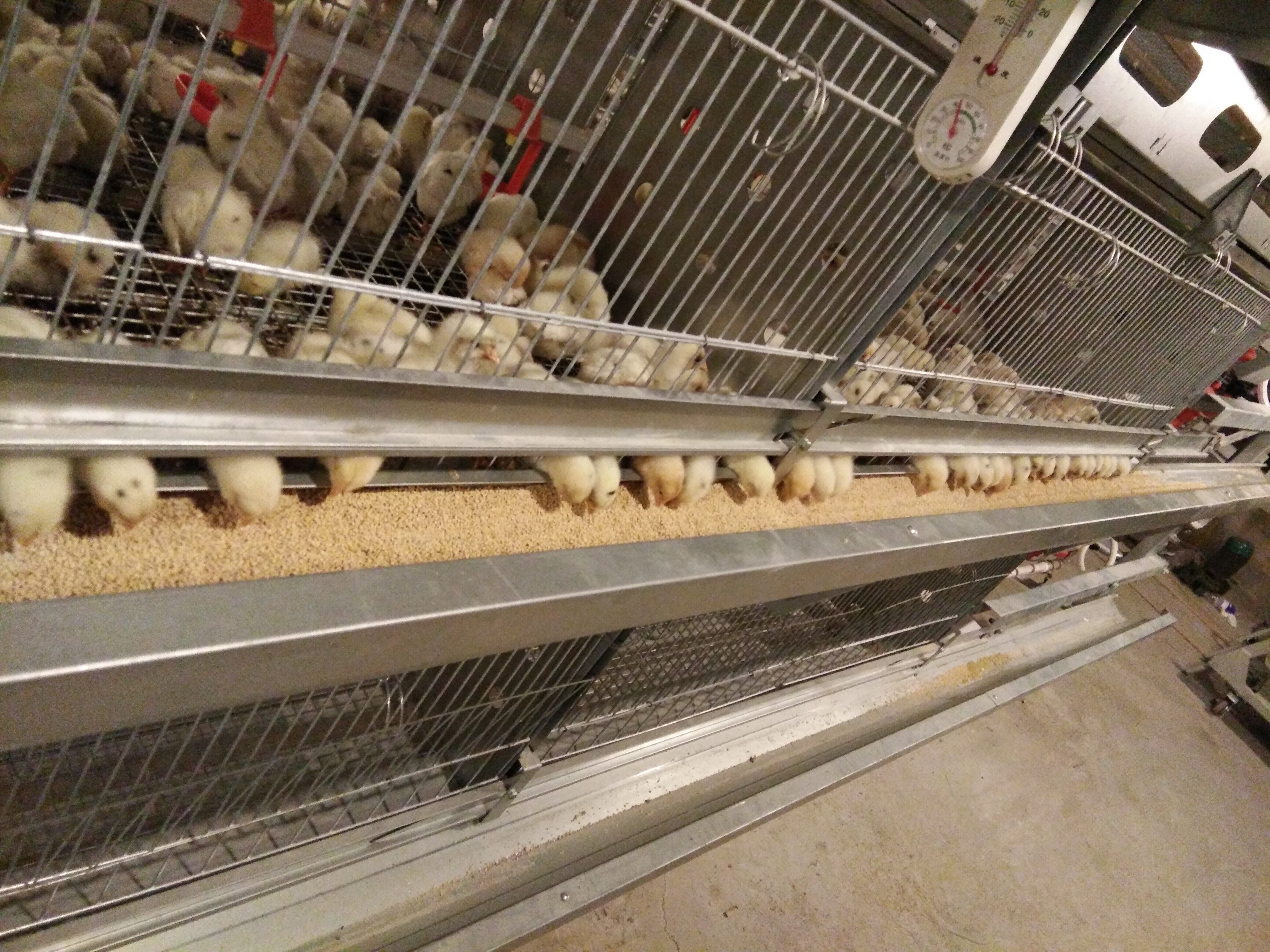 育雏育成系统