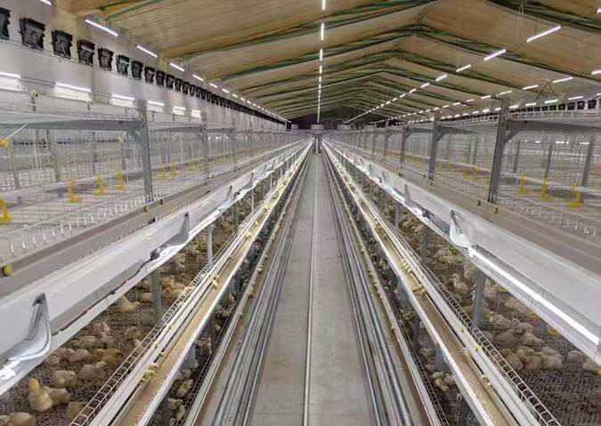 风道式肉鸡笼