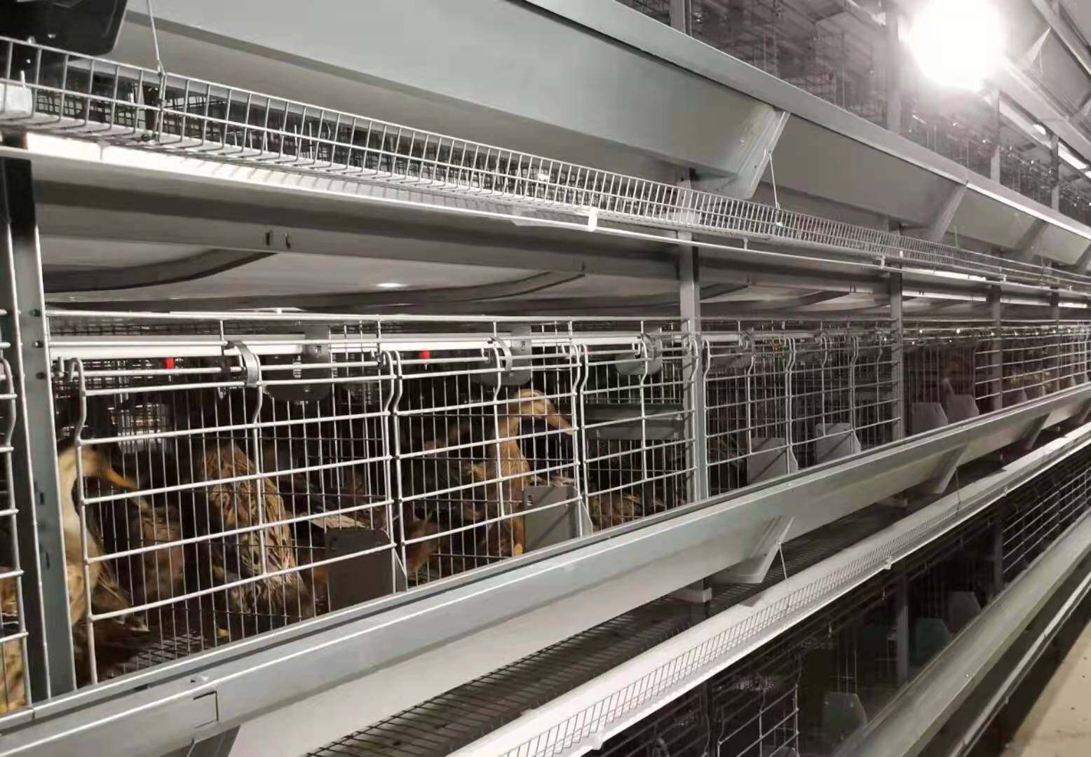 蛋鸭笼养系统