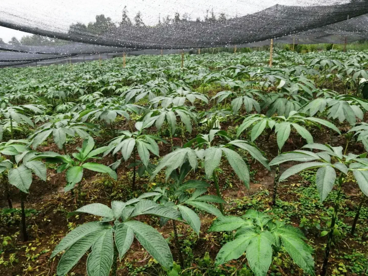 Natural Growing Conditions