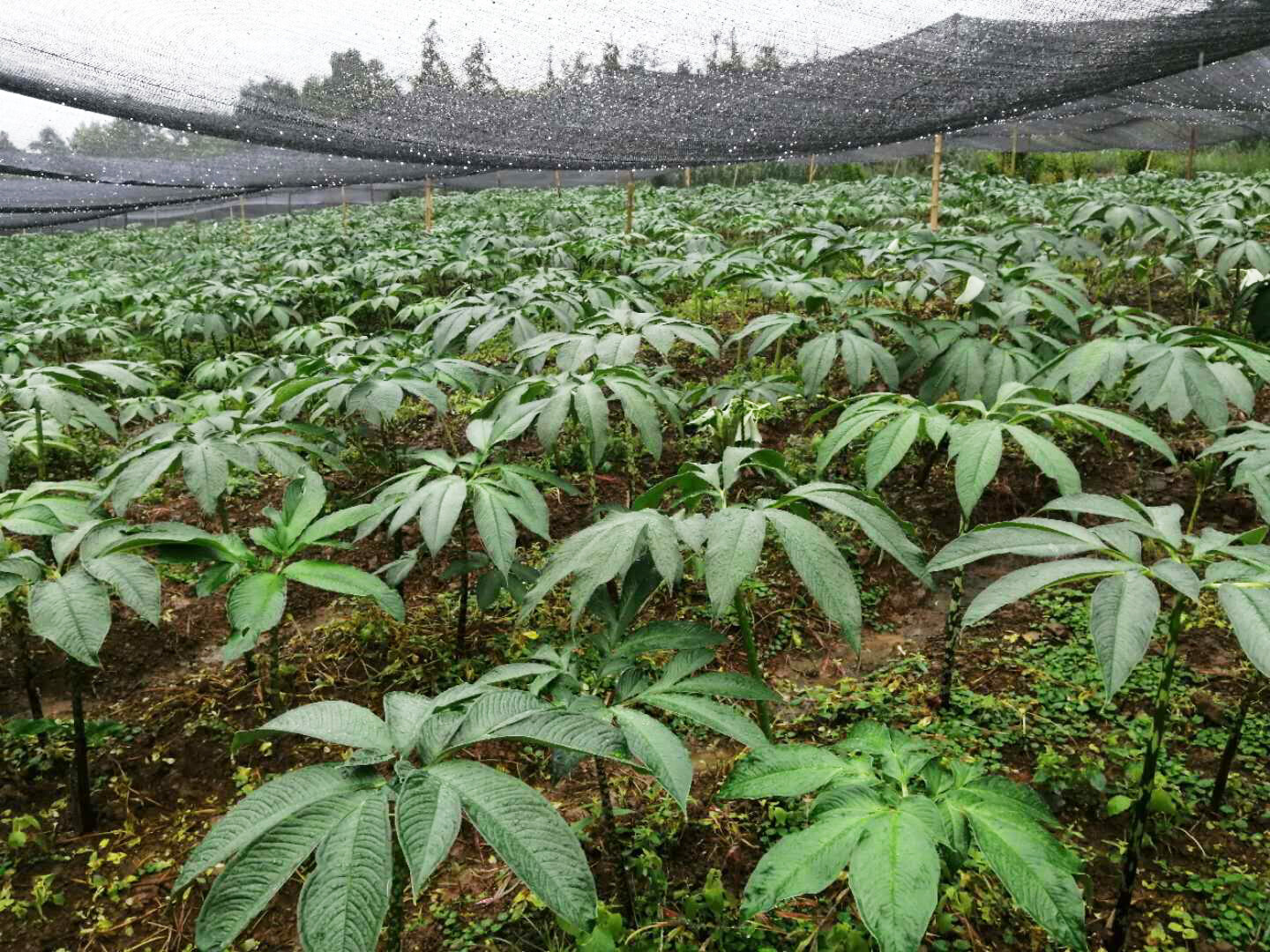 Natural Growing Conditions