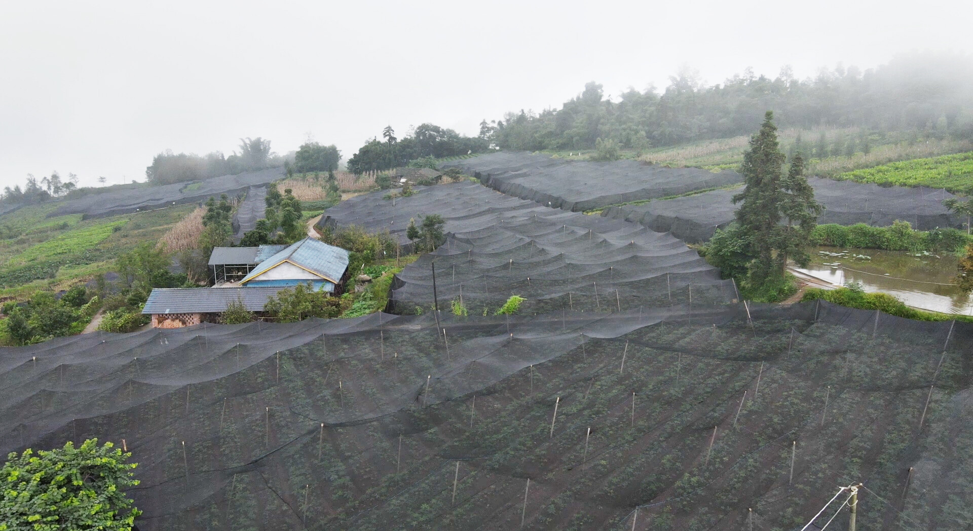 Konjac planting base with mature konjac plants in field - Ransider proprietary farming operation for quality control and traceability