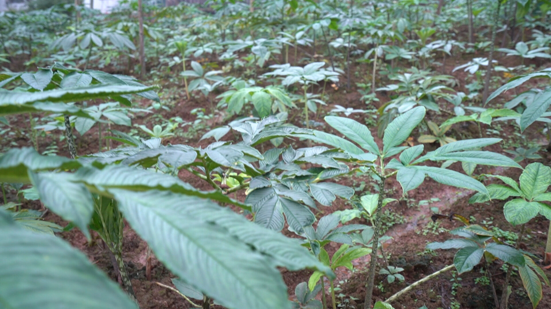Konjac planting base - farm to table traceability in konjac supply chain - Ransider