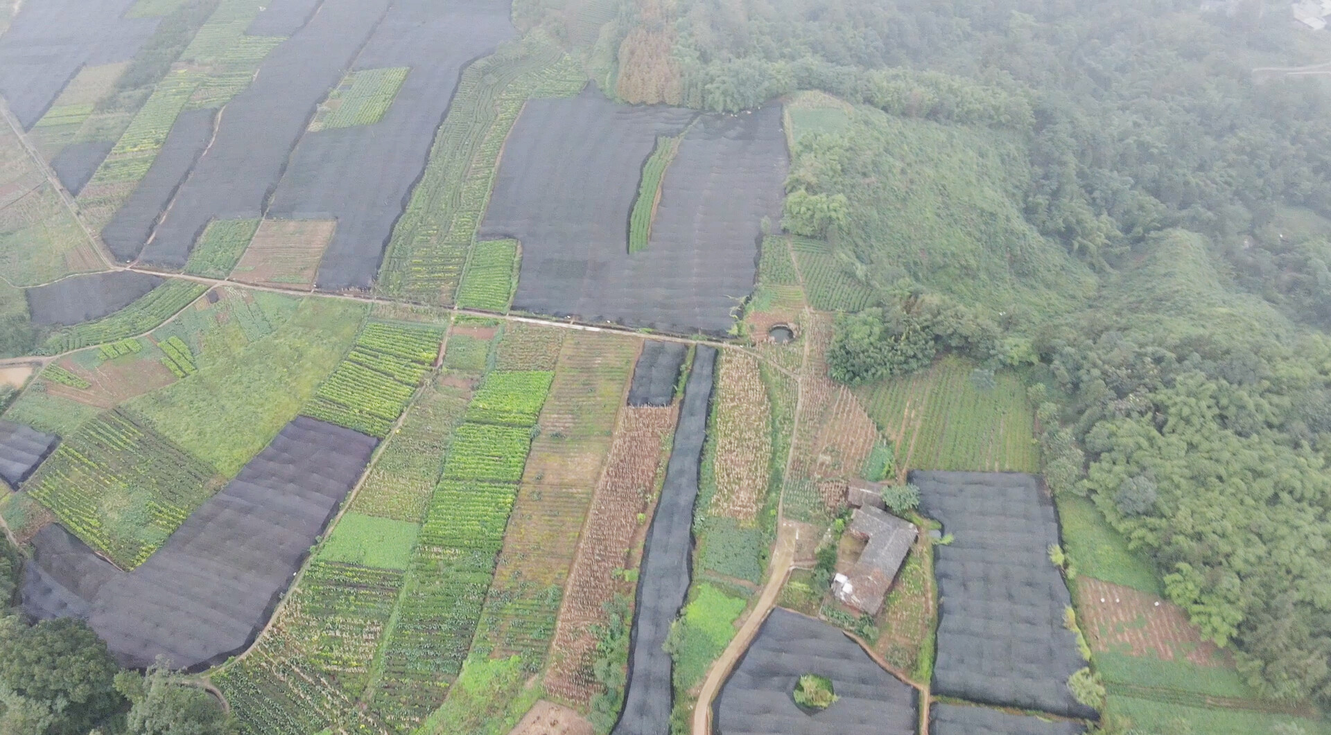 Konjac Plantation Base