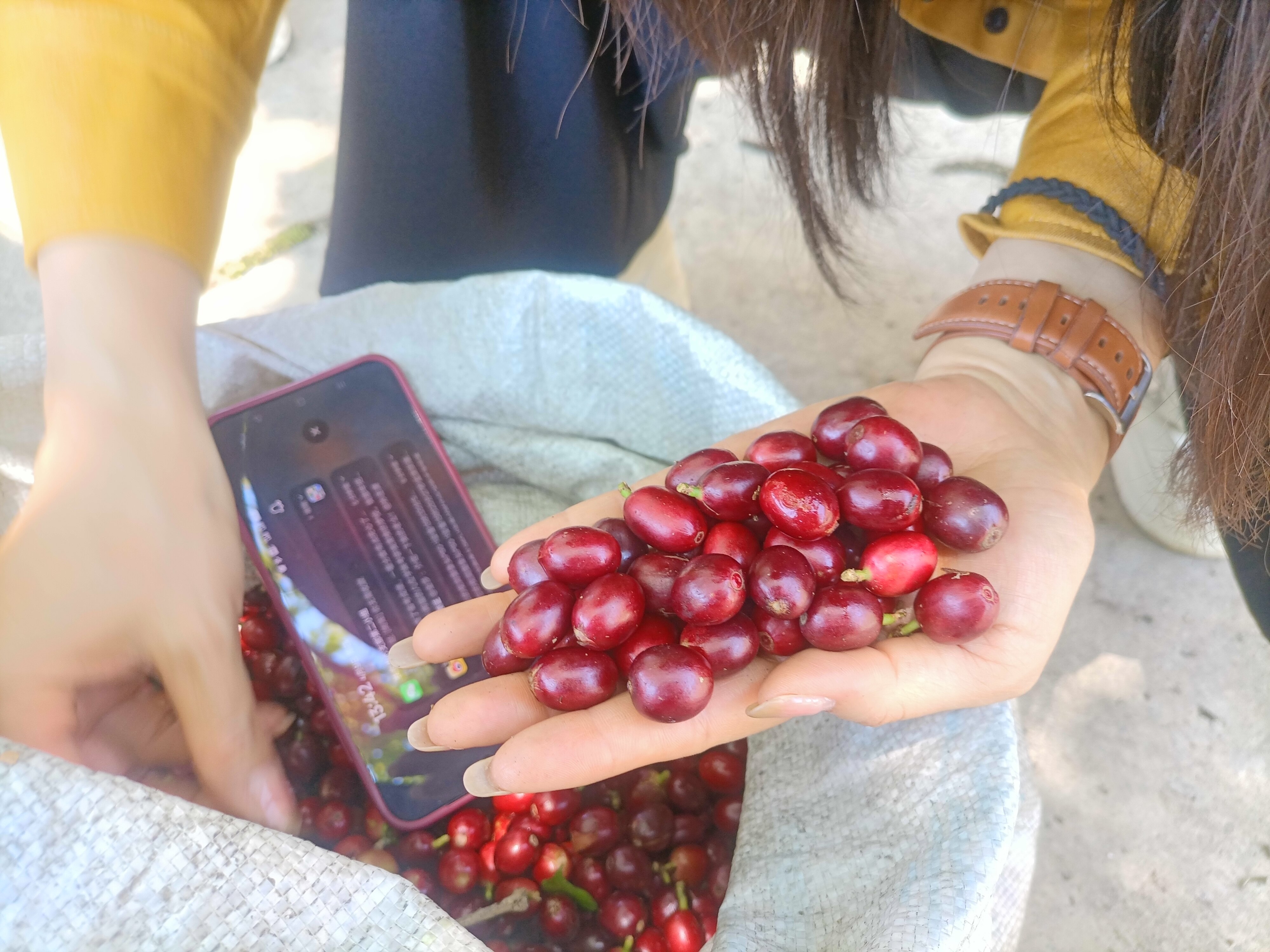 2026 Annual Harvest: Strict quality control ensures every piece is premium.