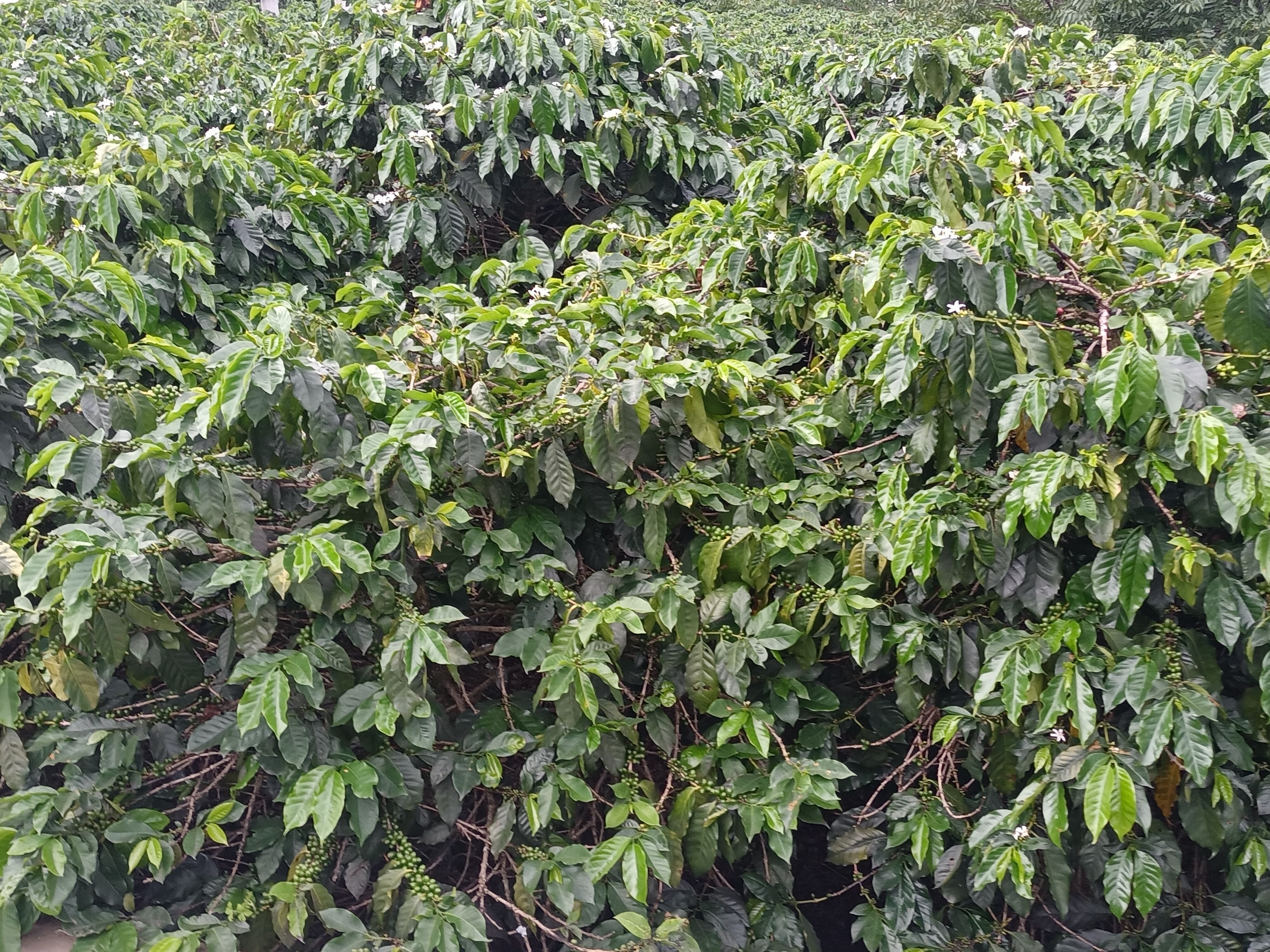 Coffee trees in morning mist – mountain coffee plantations shrouded in clouds