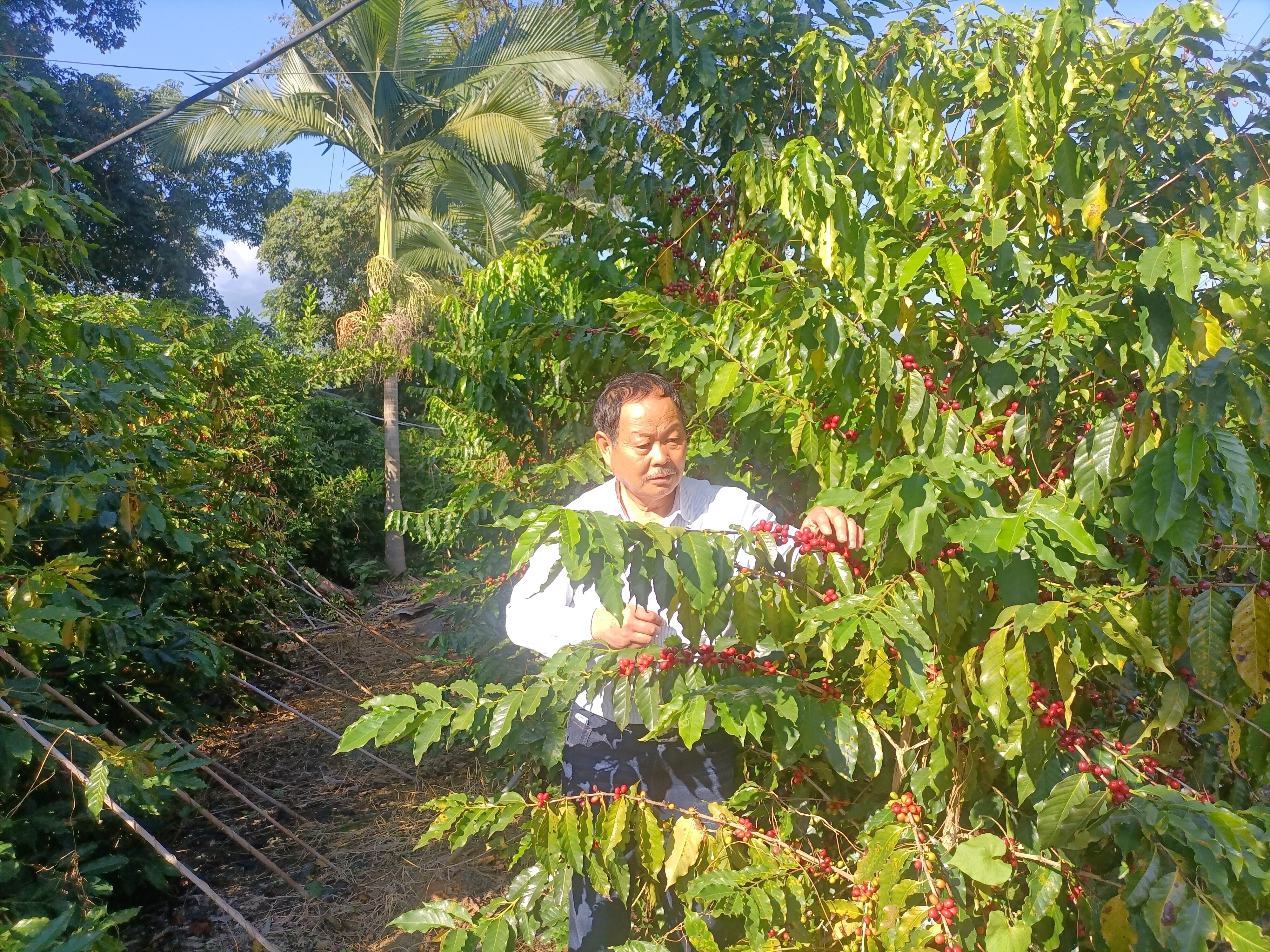 Coffee Seedlings – Carefully Grown in Our Nursery
