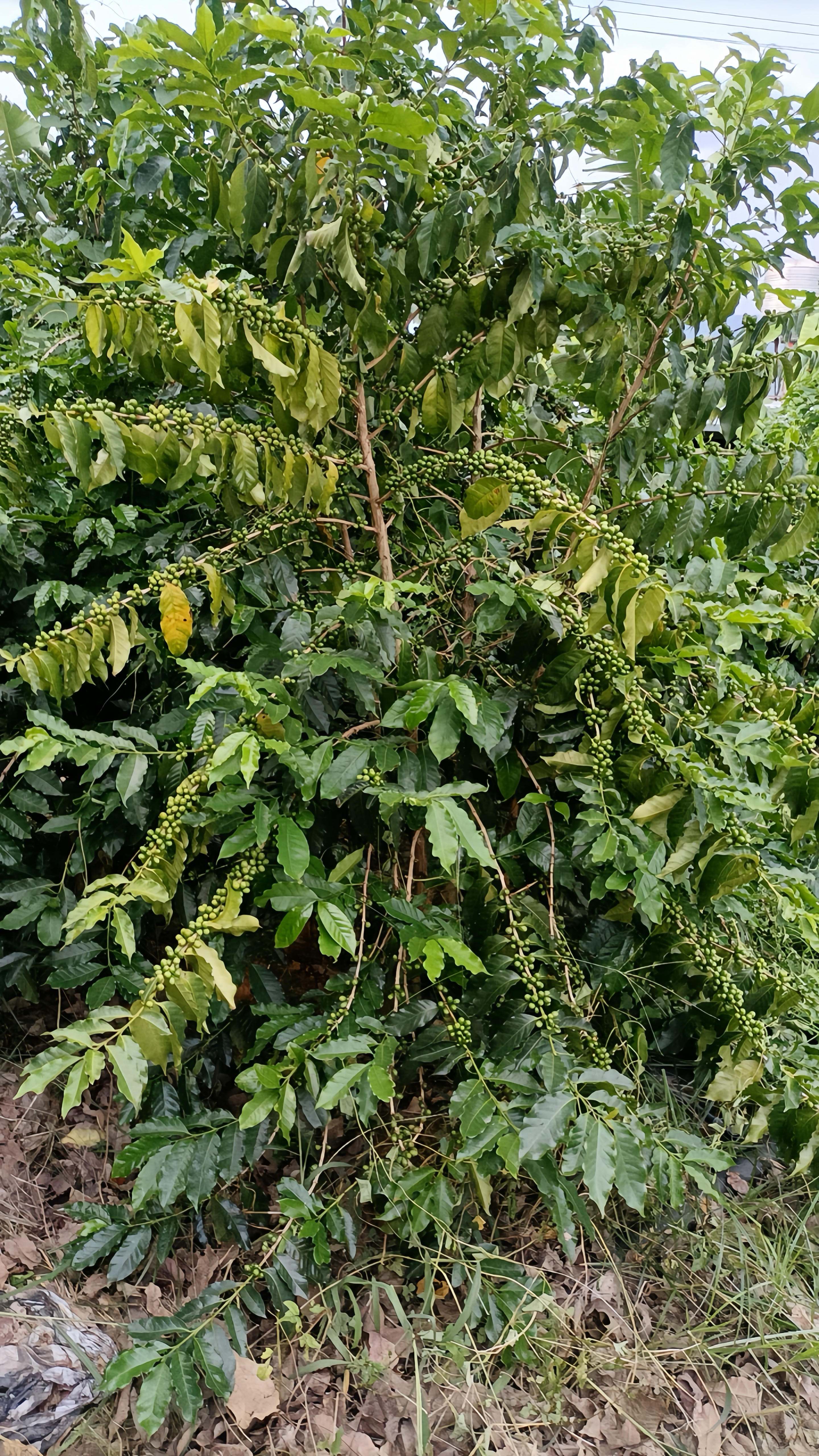 Coffee Tree Leaves – Lush, Vibrant Coffee Canopy