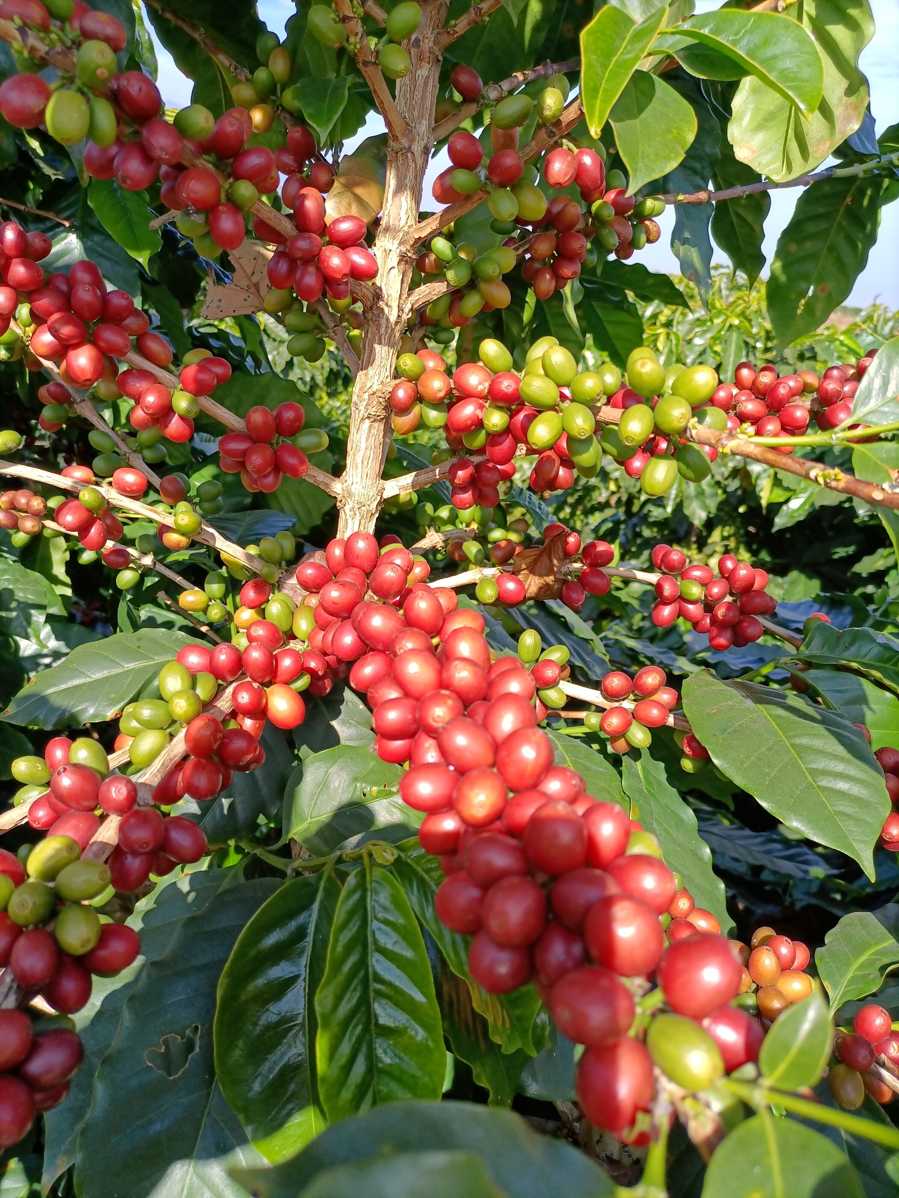 Mature red coffee cherries – plump and round