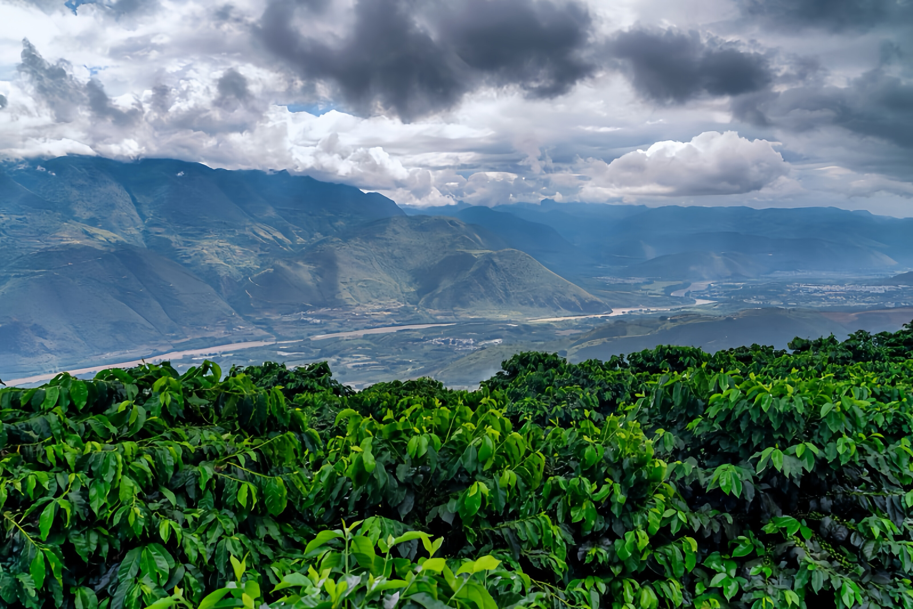 Gaoligong Coffee Estate – Morning Mist Over the Coffee Plantation