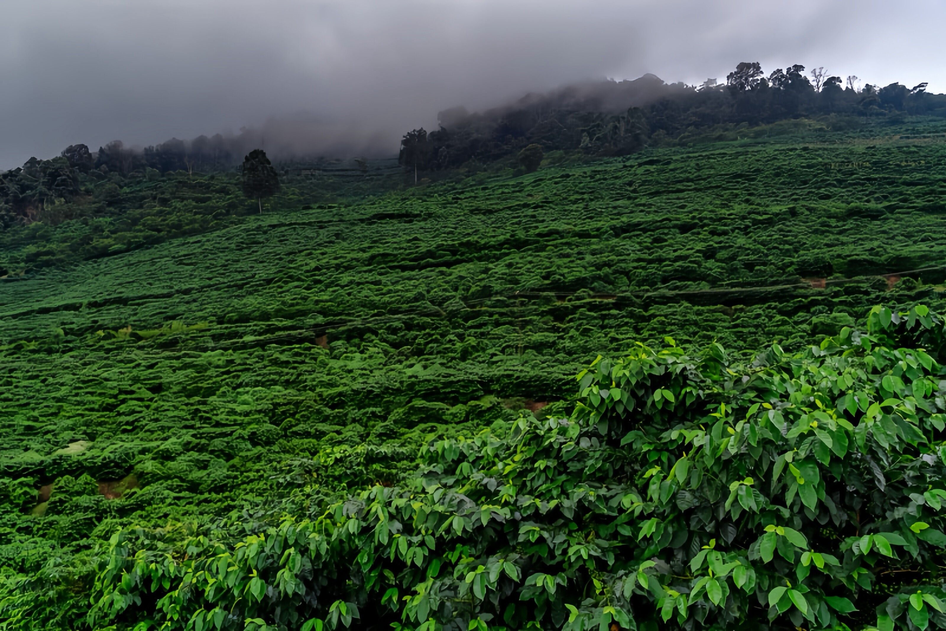 Gaoligong Mountain Coffee Region - Premium coffee belt at 900-1500 meters elevation