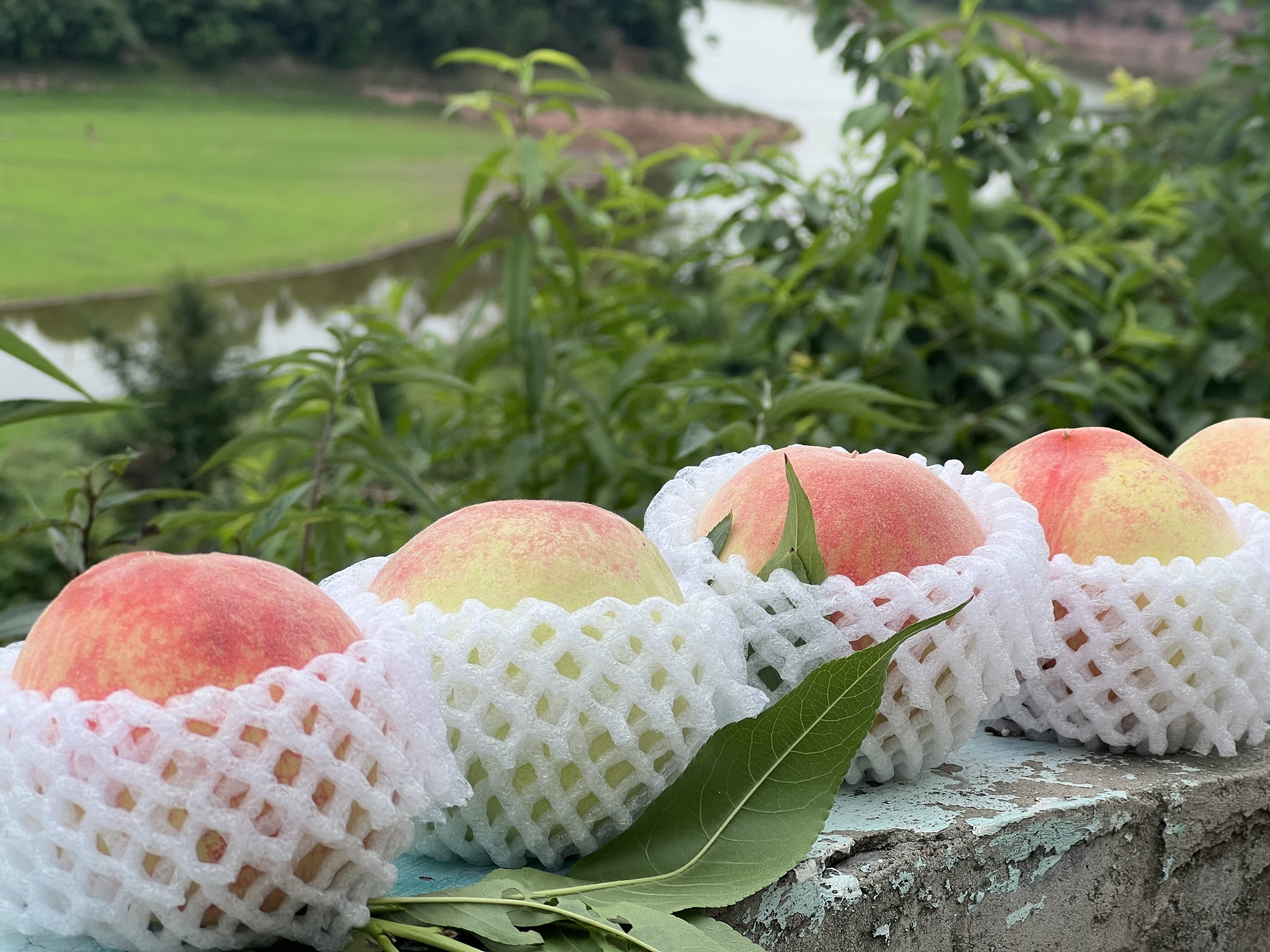 龙泉山田园水蜜桃