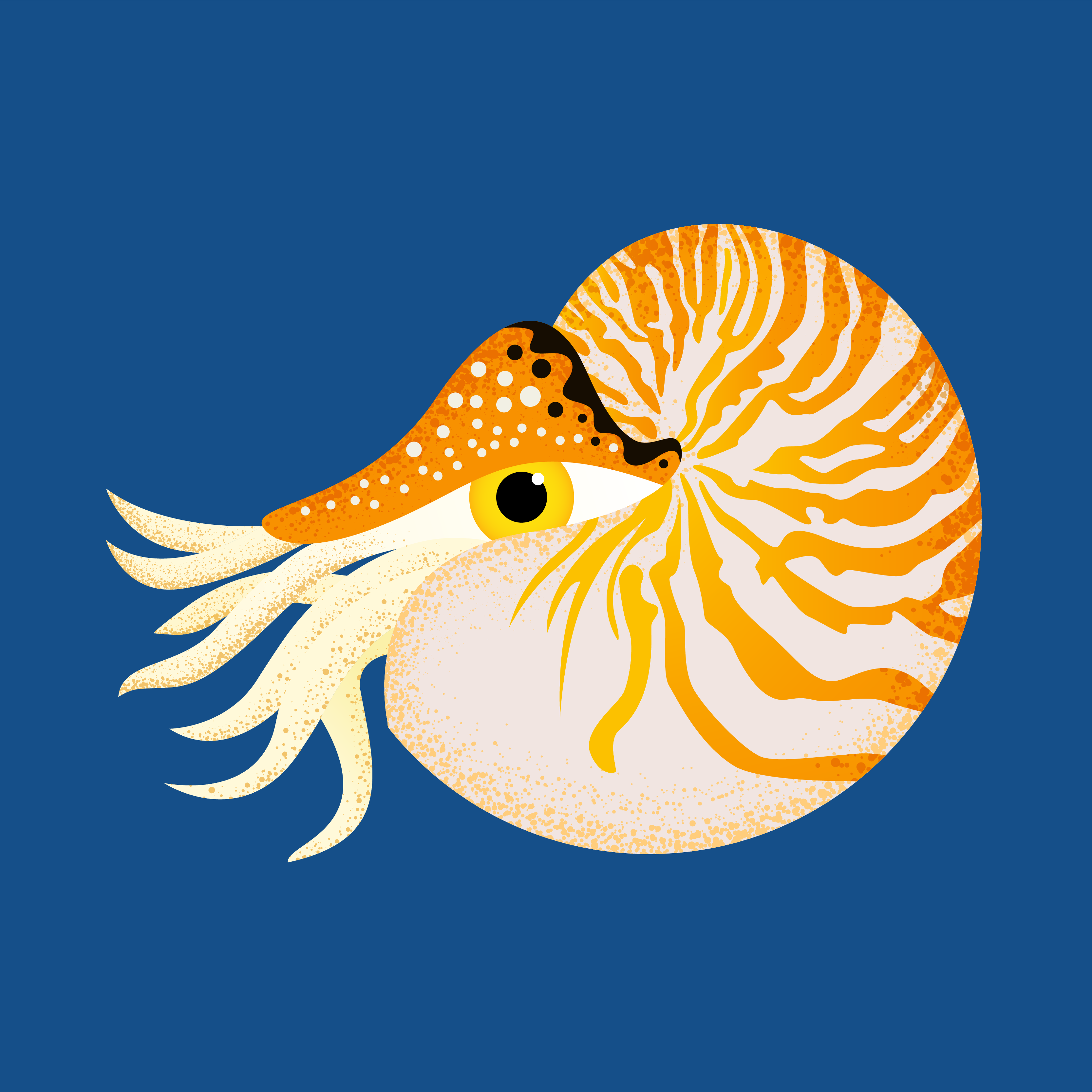 Orange Cuttlefish