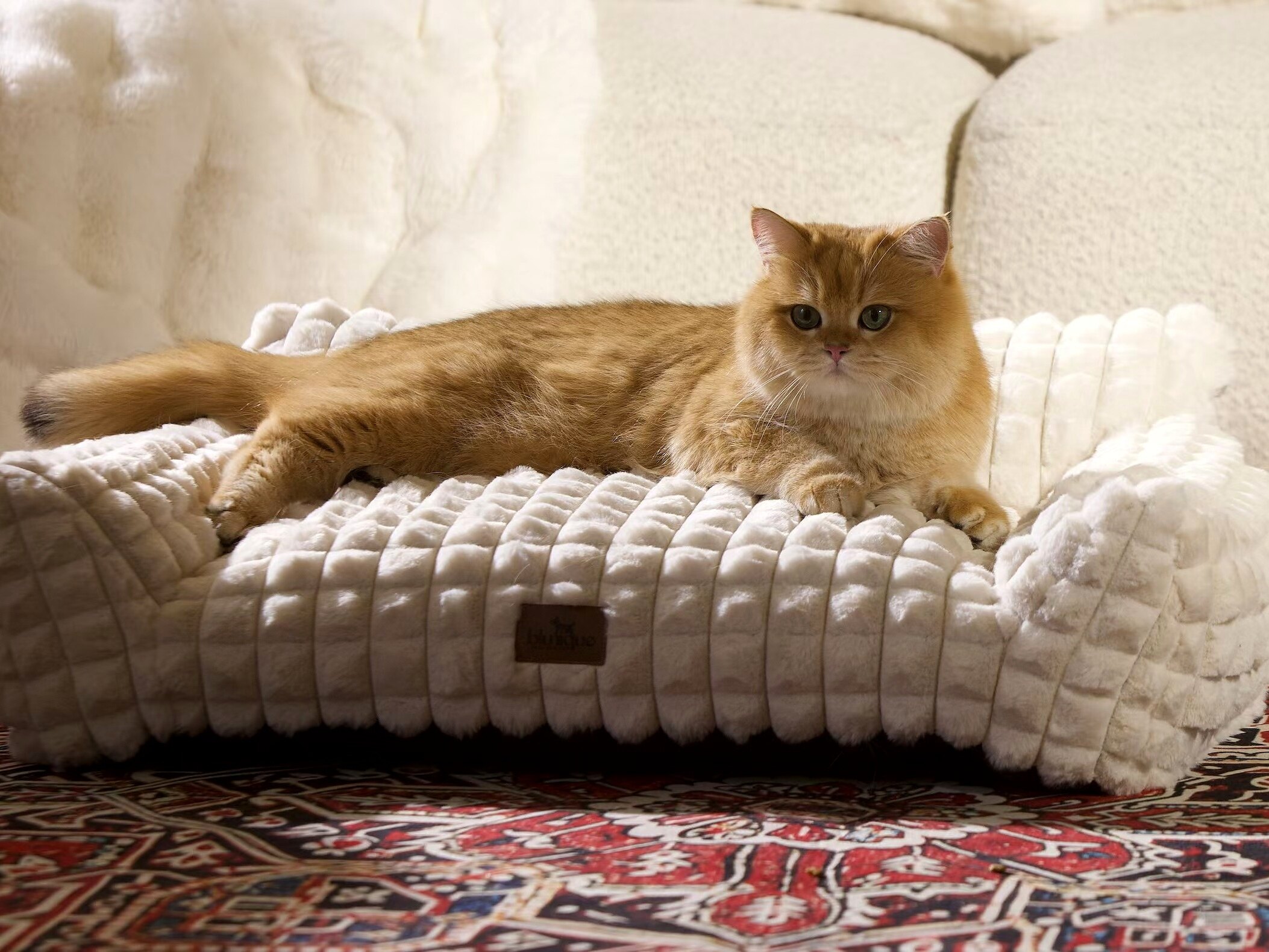 Pet product photography