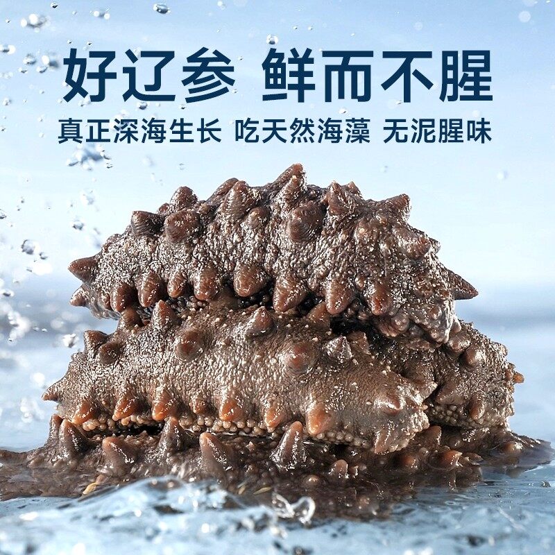 大连即食辽刺参【鲜食】 - 图片 2