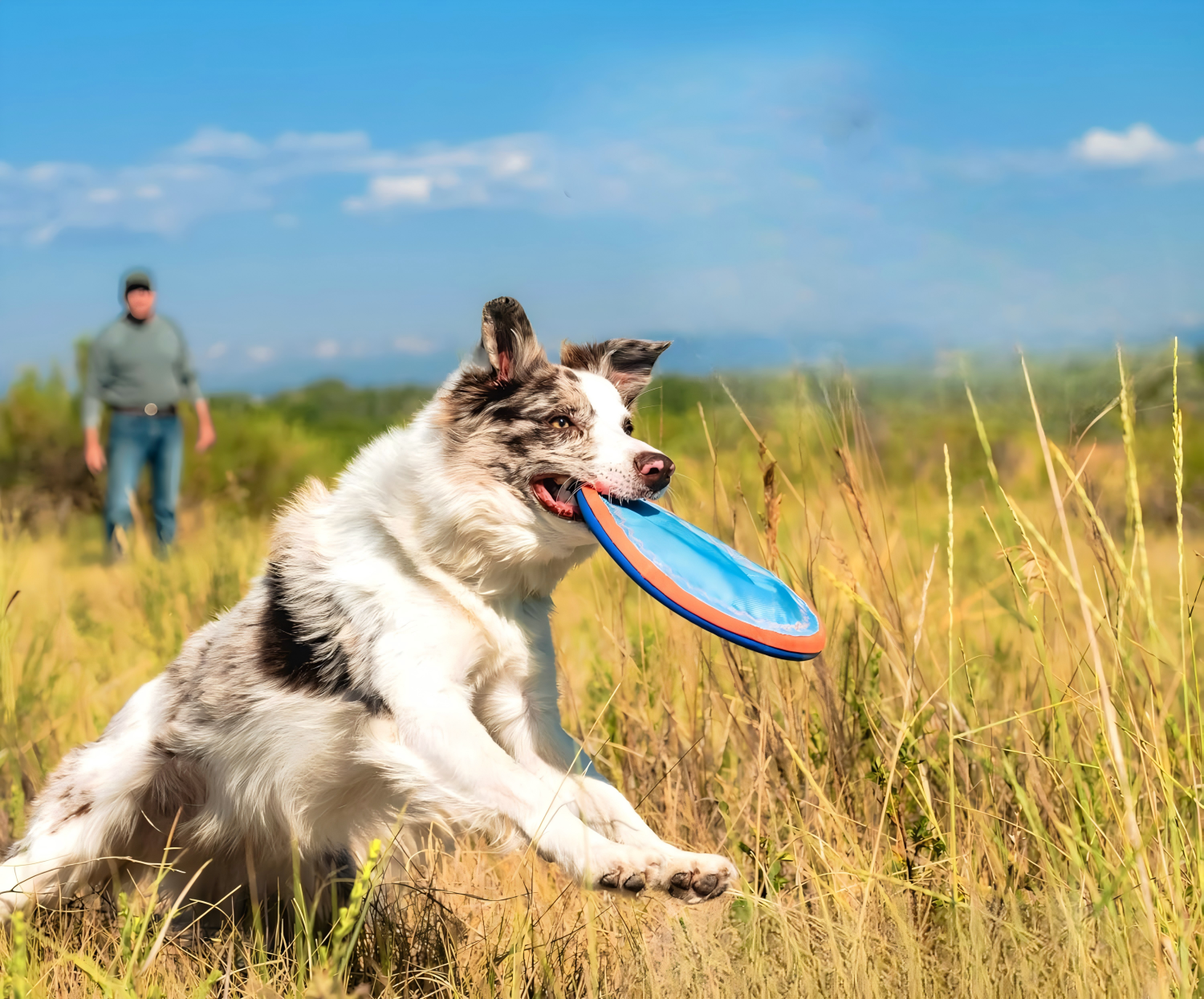 Pet Toys