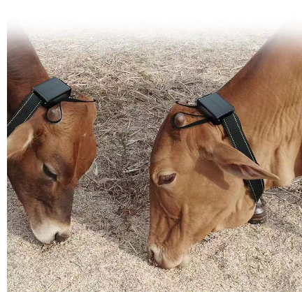 Livestock Monitoring