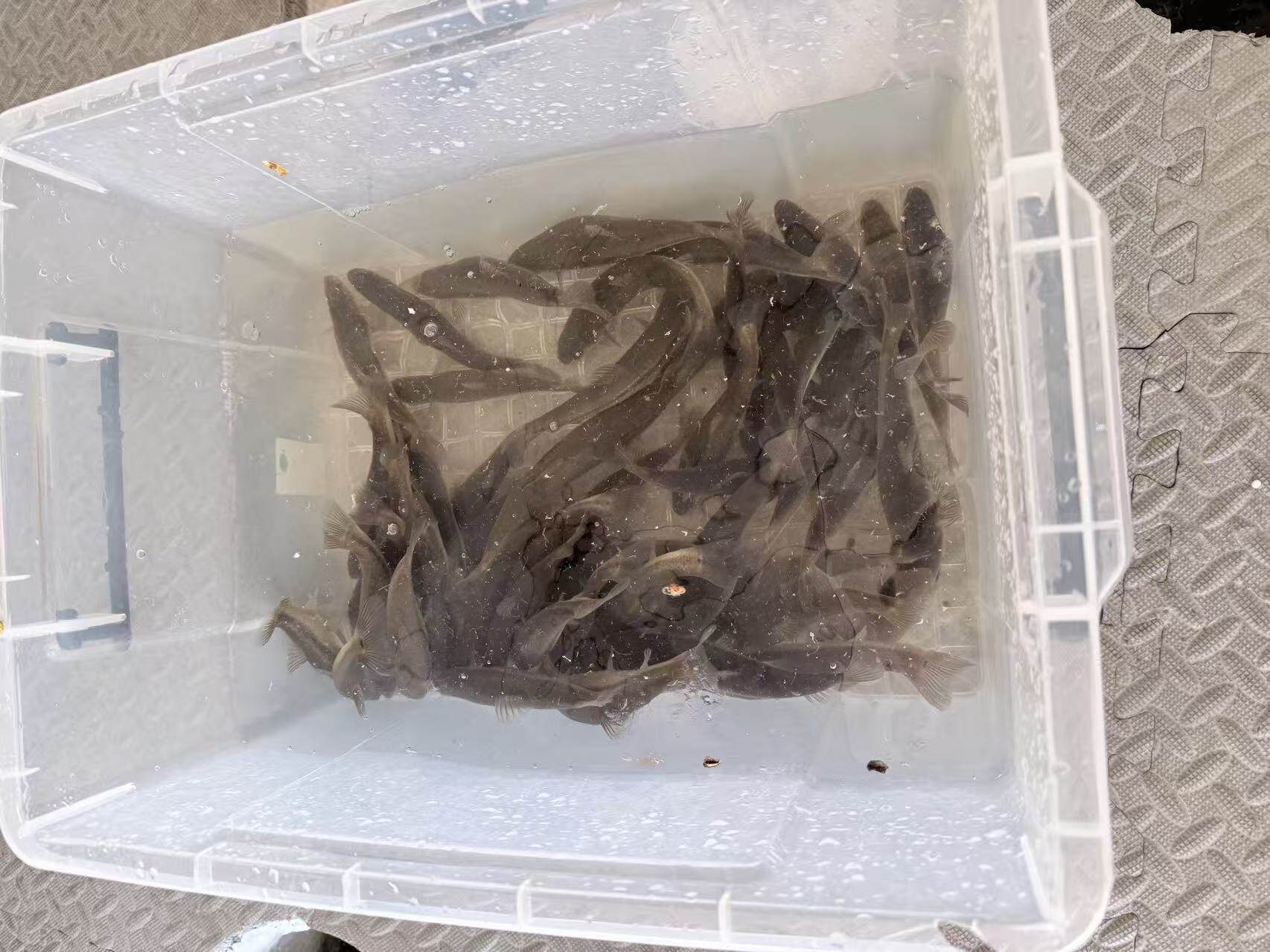 Real footage from the Rainbow Trout Ice Fishing Camp
