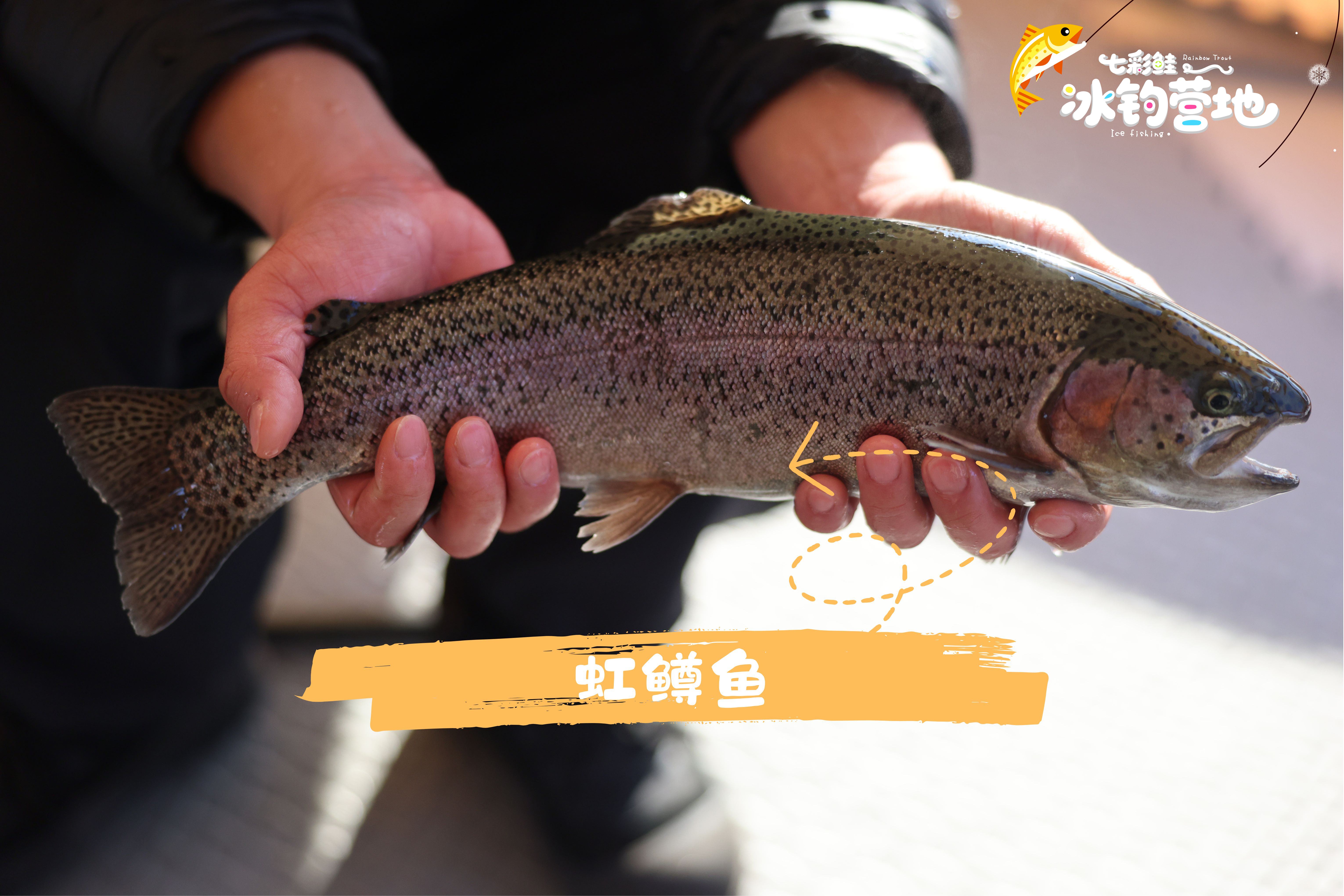 Real footage from the Rainbow Trout Ice Fishing Camp