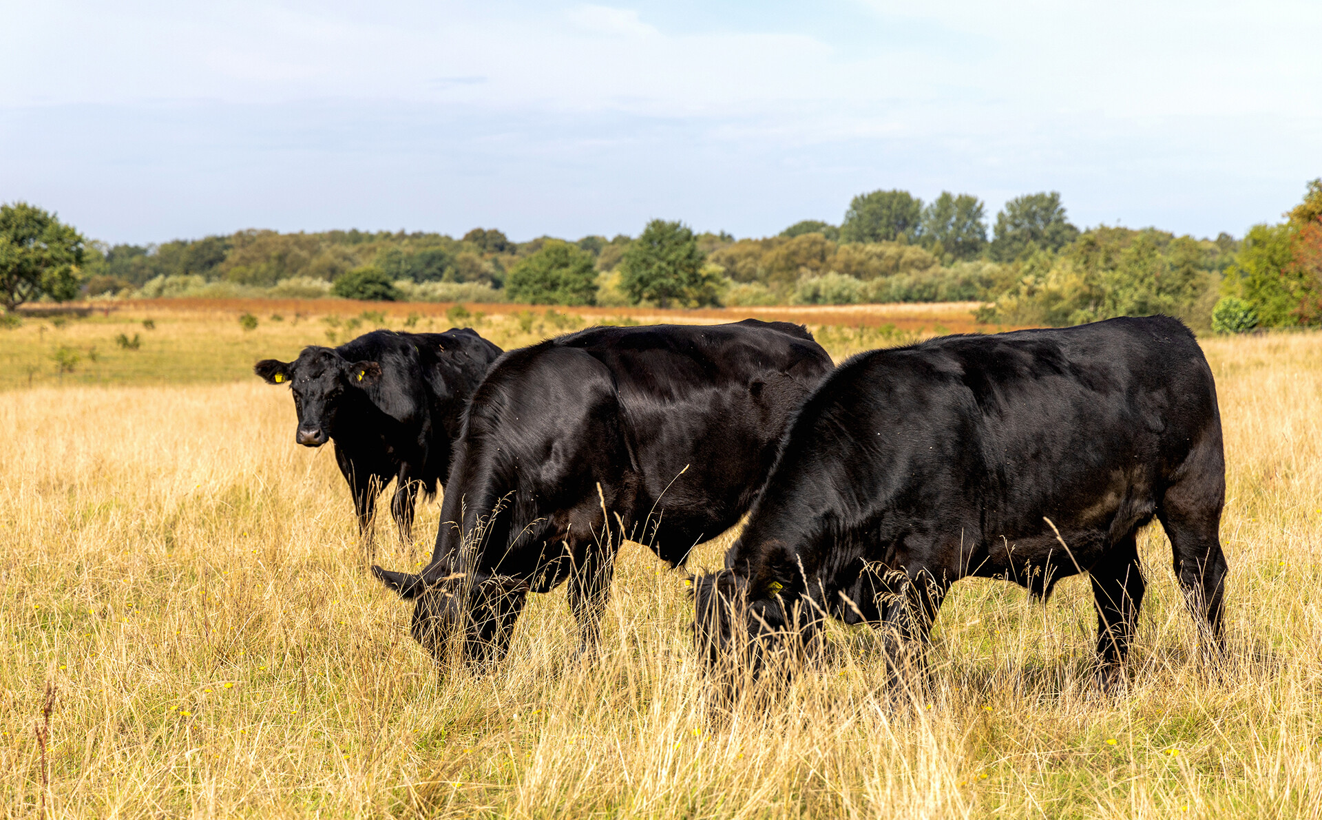 Pasture Farming