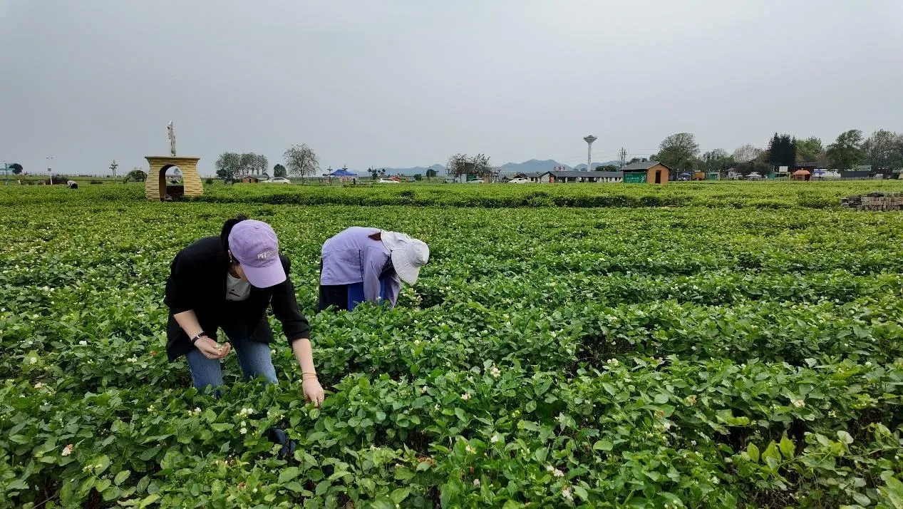 与花农一起弯腰采摘茉莉的身影