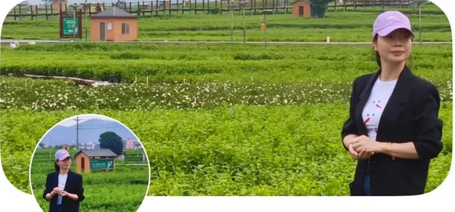 主理人莫莉在横州茉莉花田中的实拍横幅