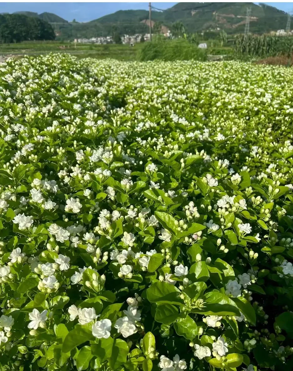 向阳而生的横州万亩茉莉花田