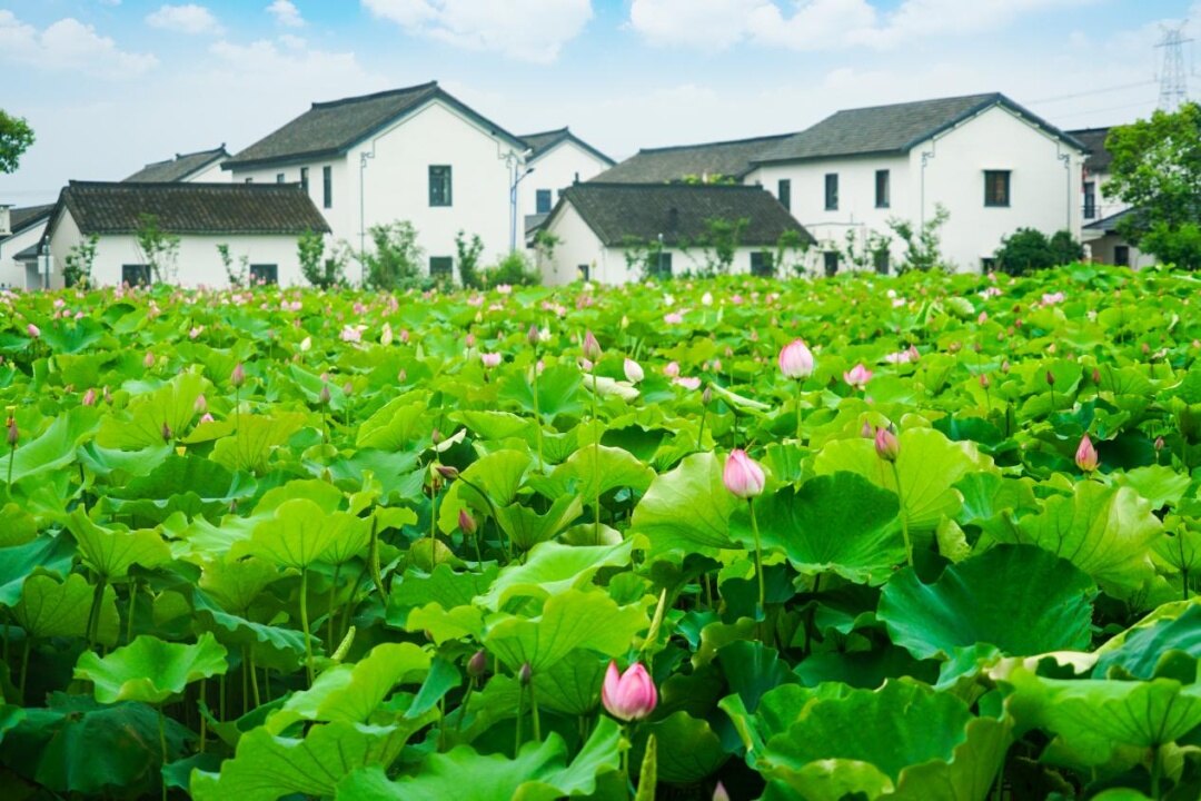 青西郊野公园 - 3