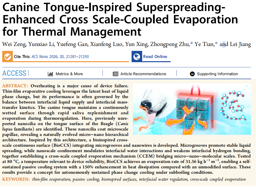 Canine Tongue-Inspired Superspreading Enhanced Cross Scale-Coupled Evaporation for Thermal Management