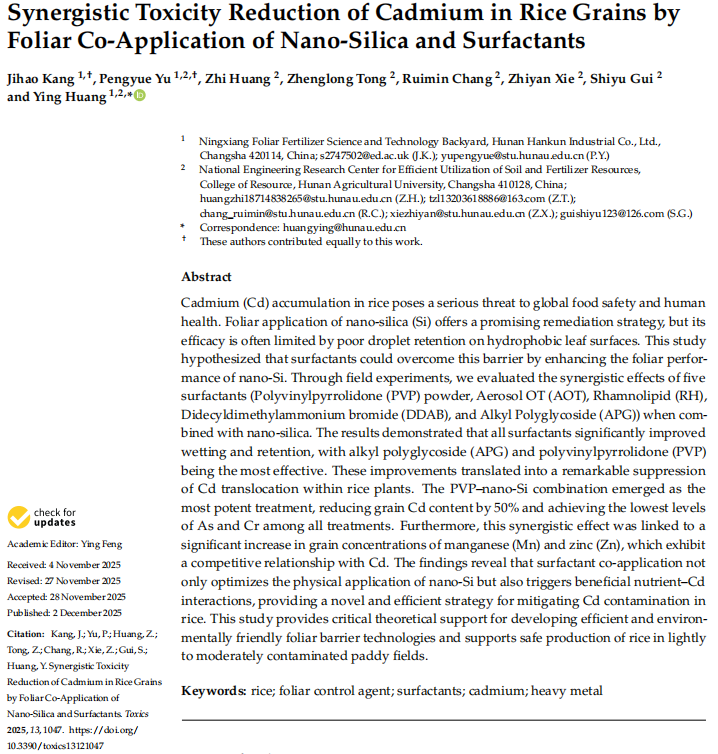 Synergistic Toxicity Reduction of Cadmium in Rice Grains by Foliar Co-Application of Nano-Silica and Surfactants