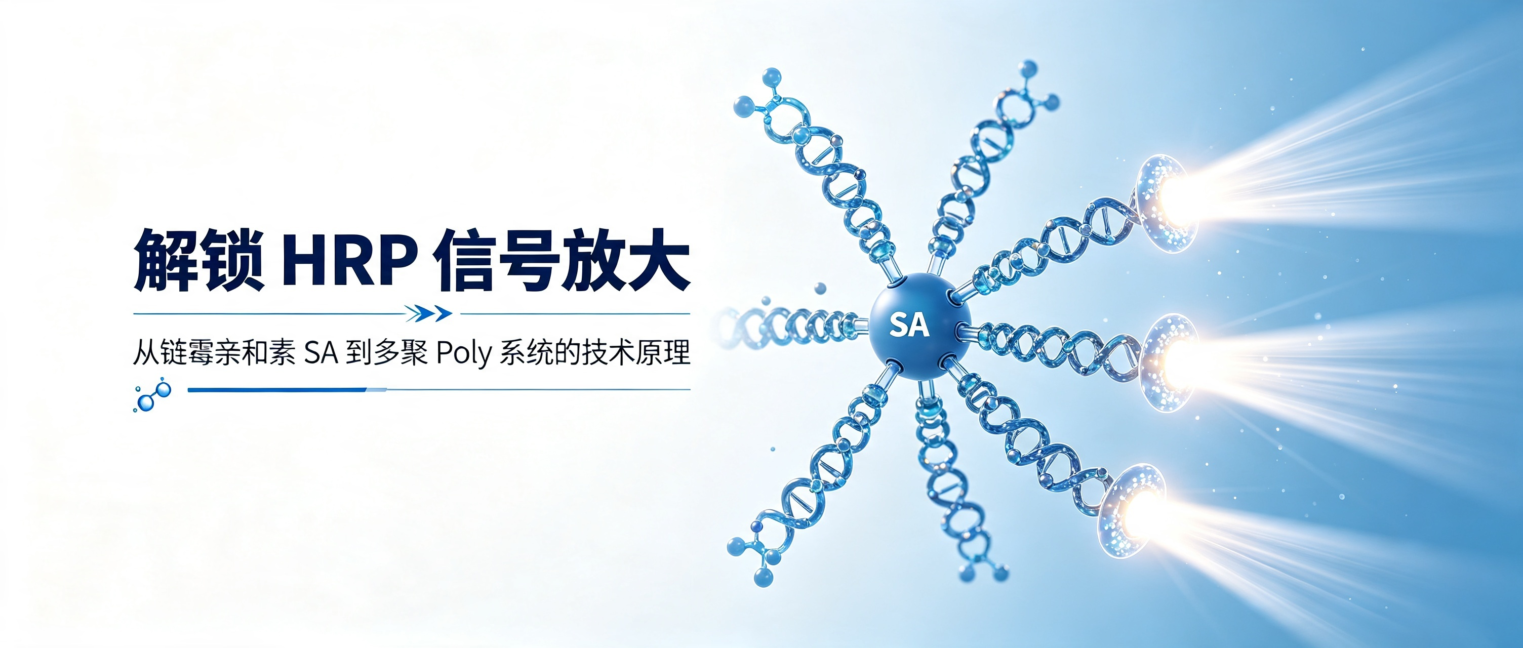 解锁 HRP 信号放大:从链霉亲和素 SA 到多聚 Poly 系统的技术原理