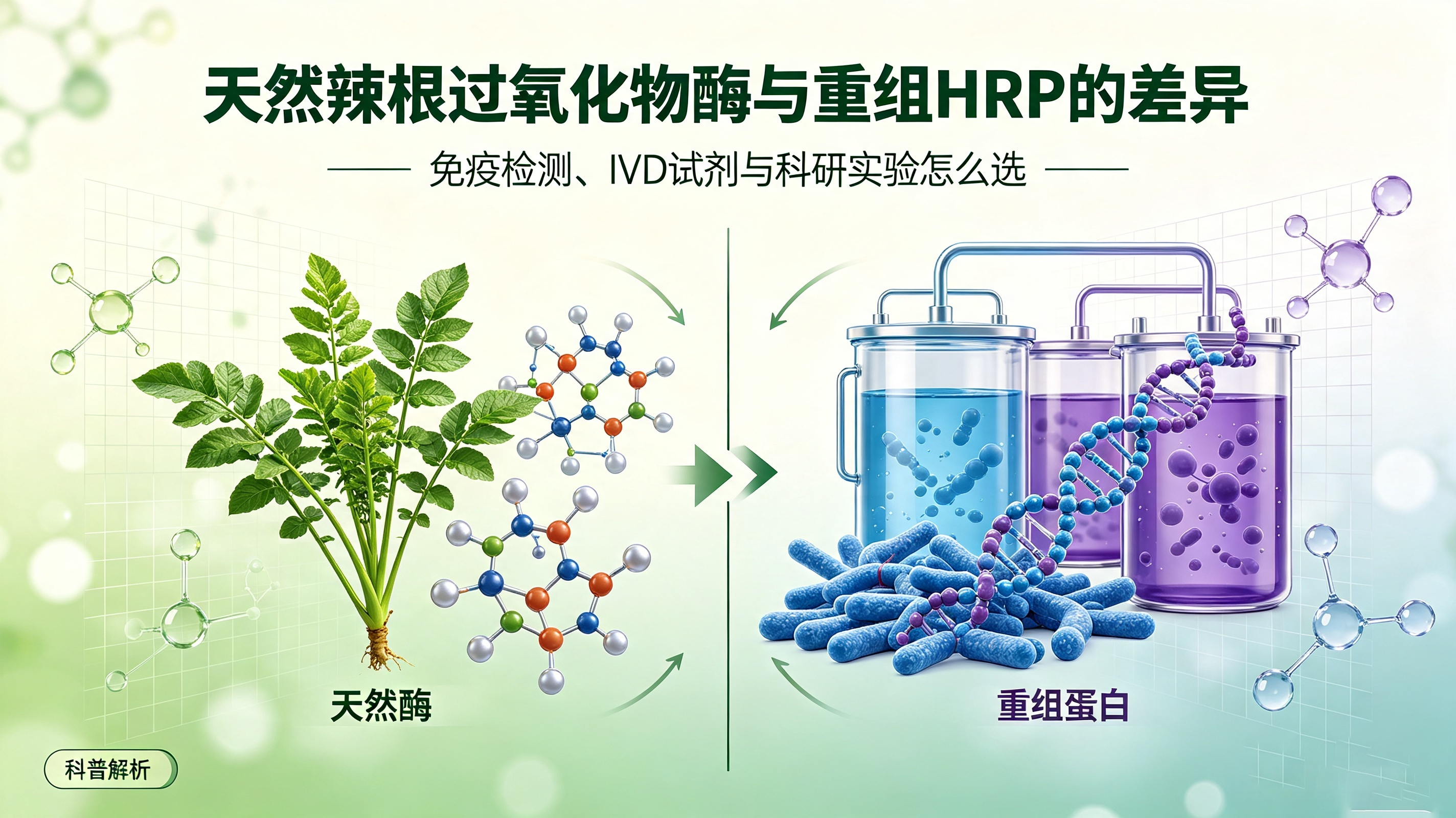 别再选错 HRP!天然辣根过氧化物酶与重组版本深度对比
