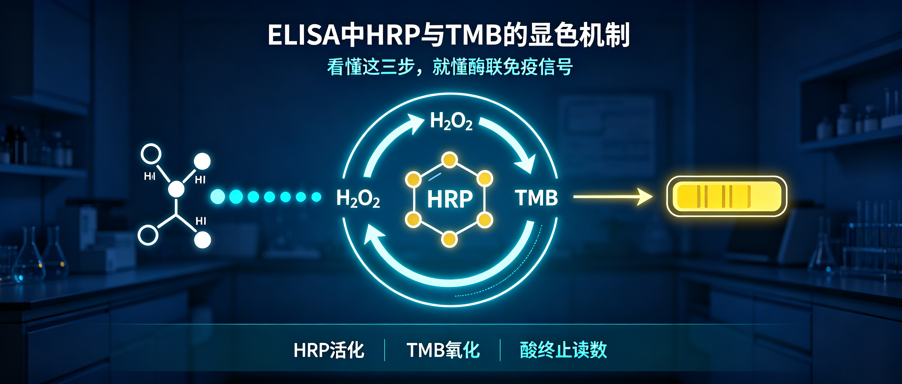 一片文章通读ELISA 中 HRP 与 TMB 的显色机制