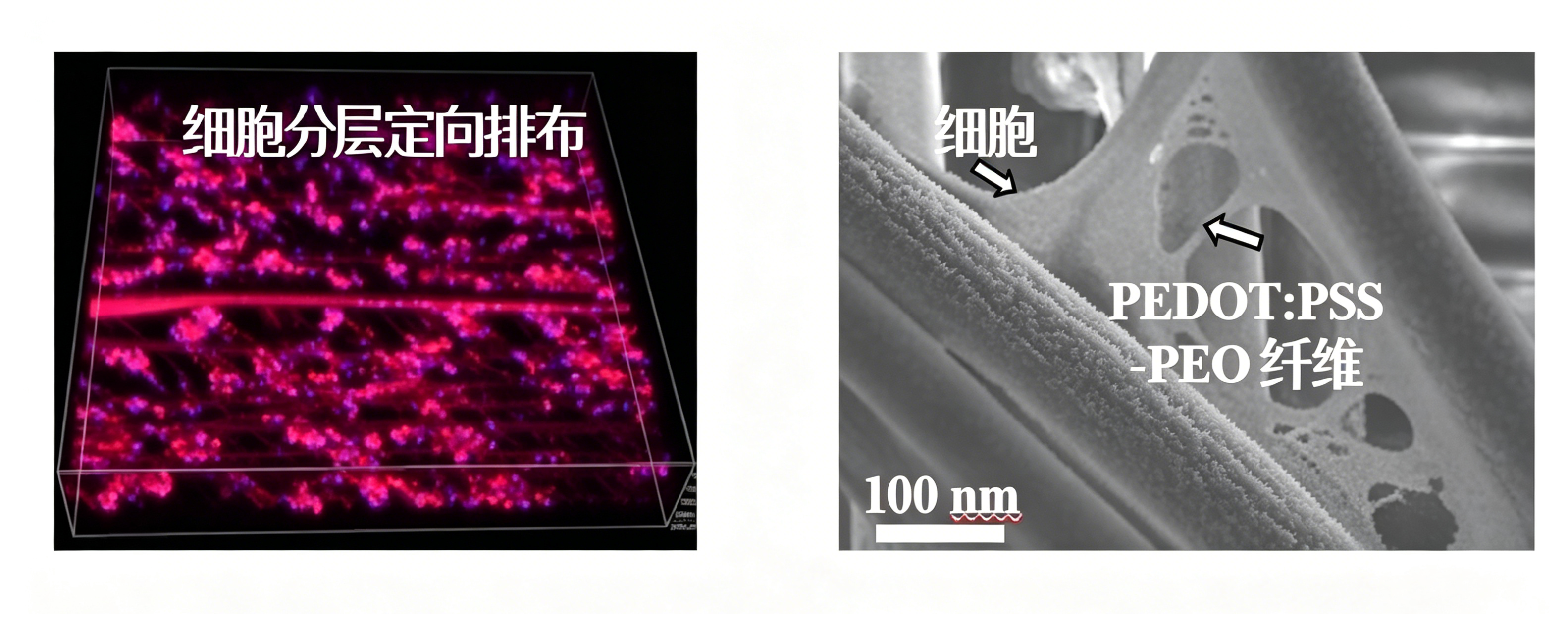 导电纤维网络显微镜观察图