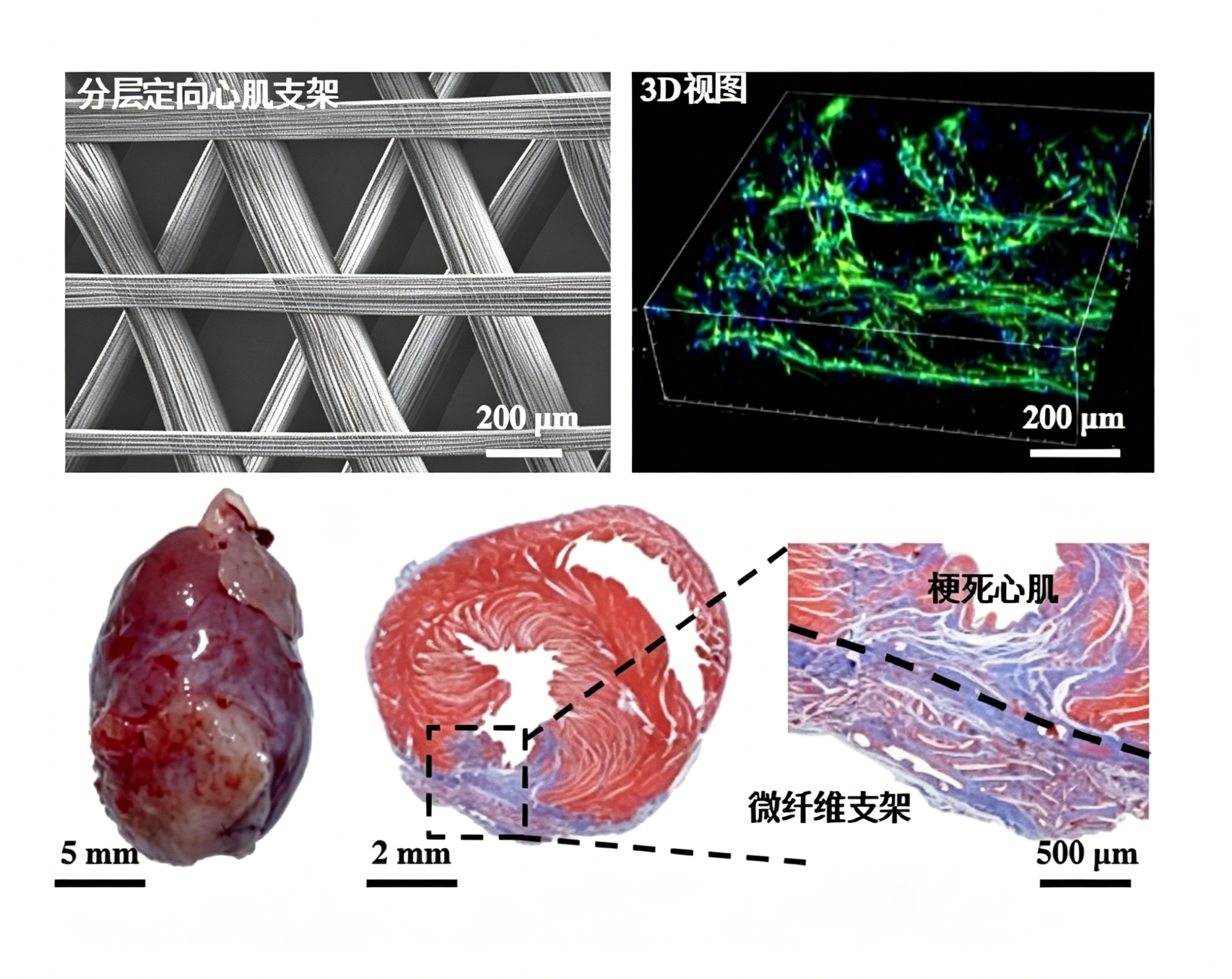 心肌组织修复实验结果
