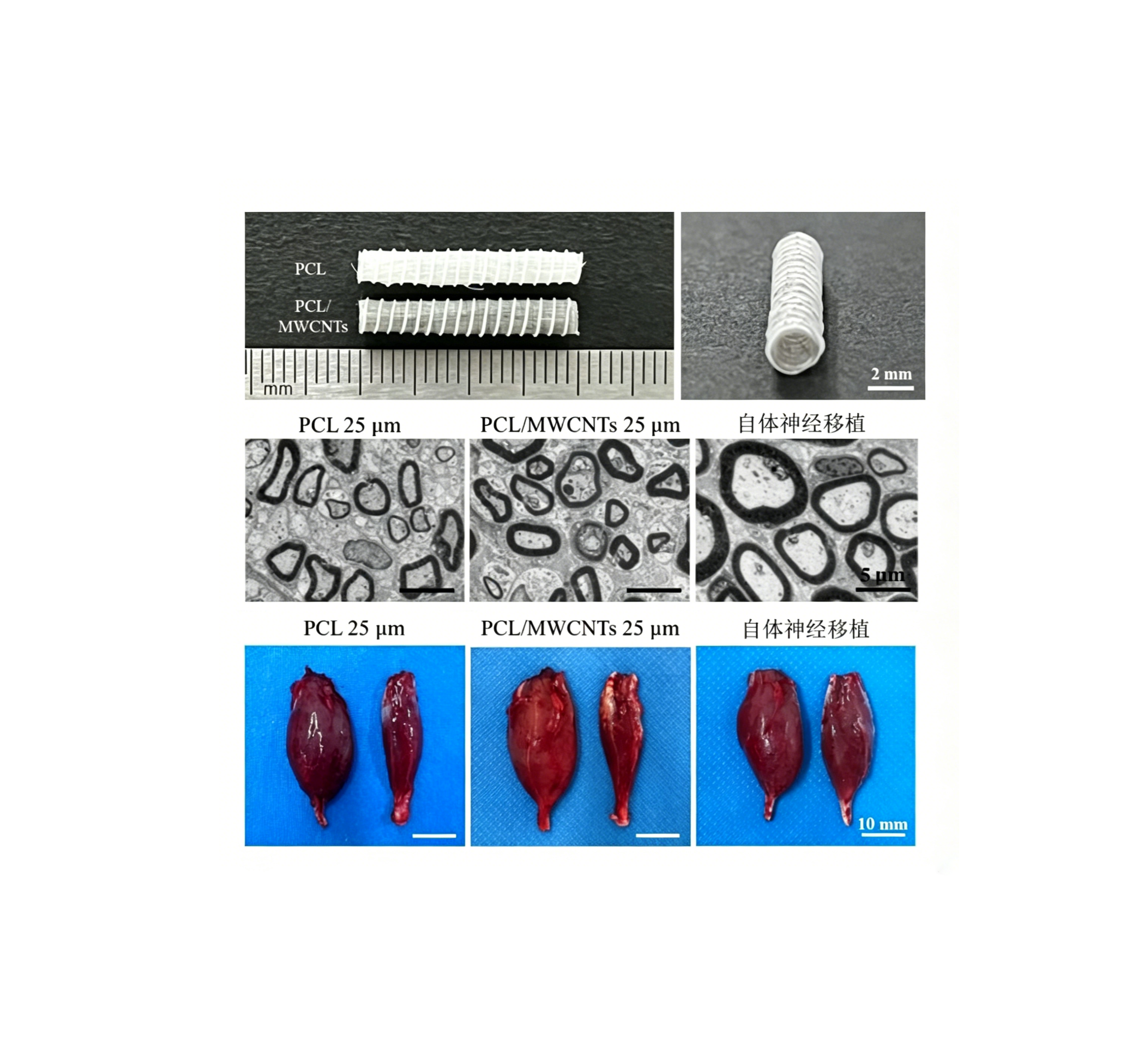 周围神经再生实验结果