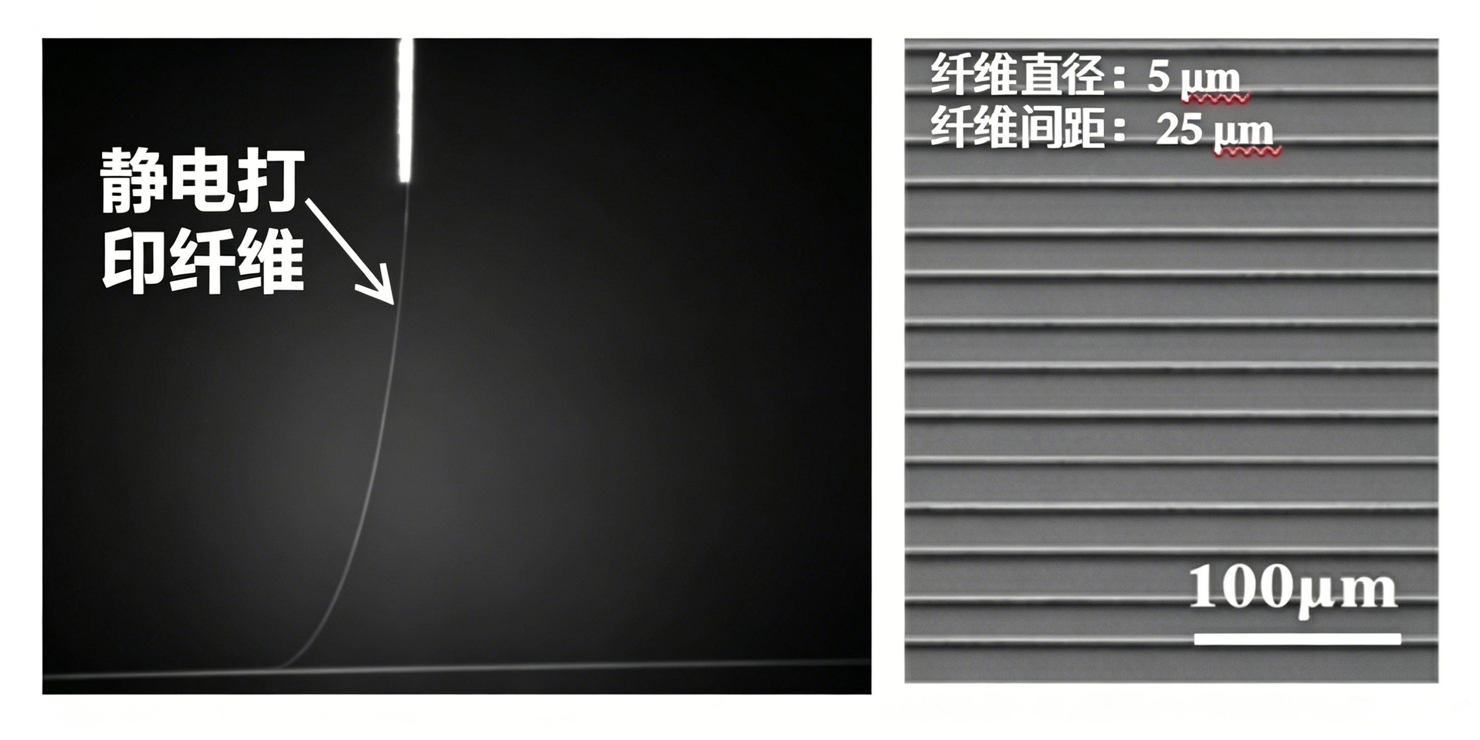 纤维支架显微镜结构
