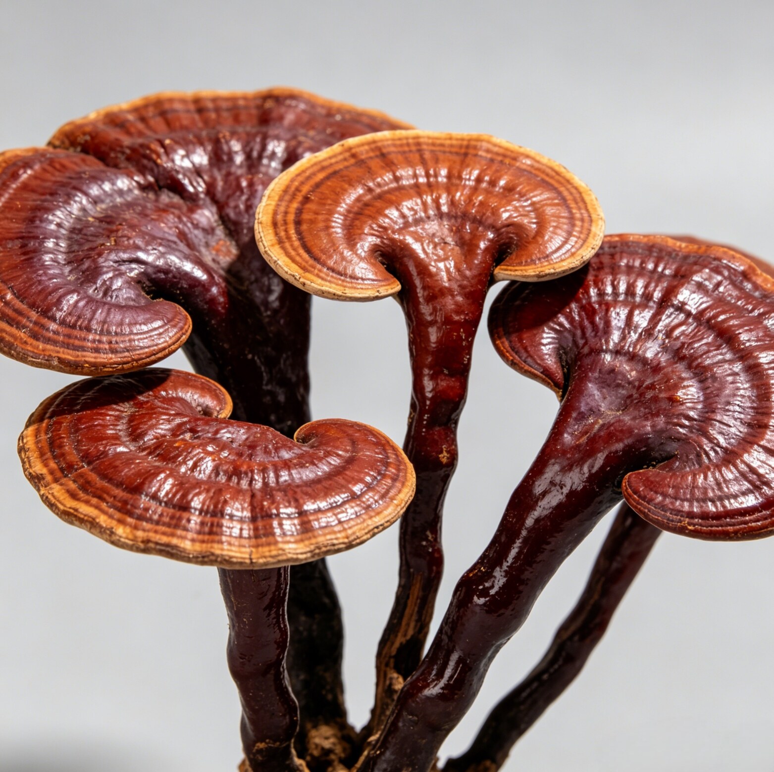 Ganoderma