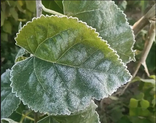 Mulberry leaf