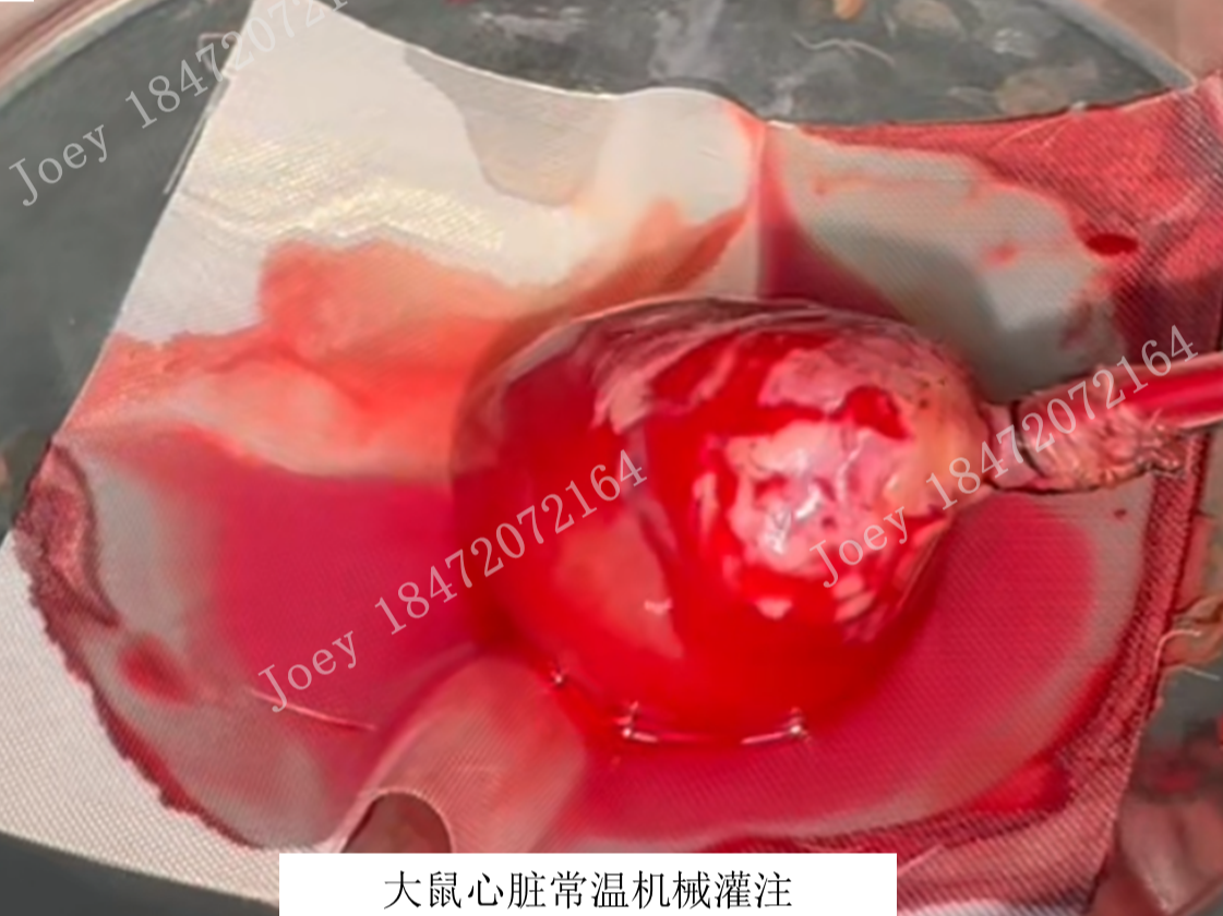 大鼠心脏常温机械灌注
