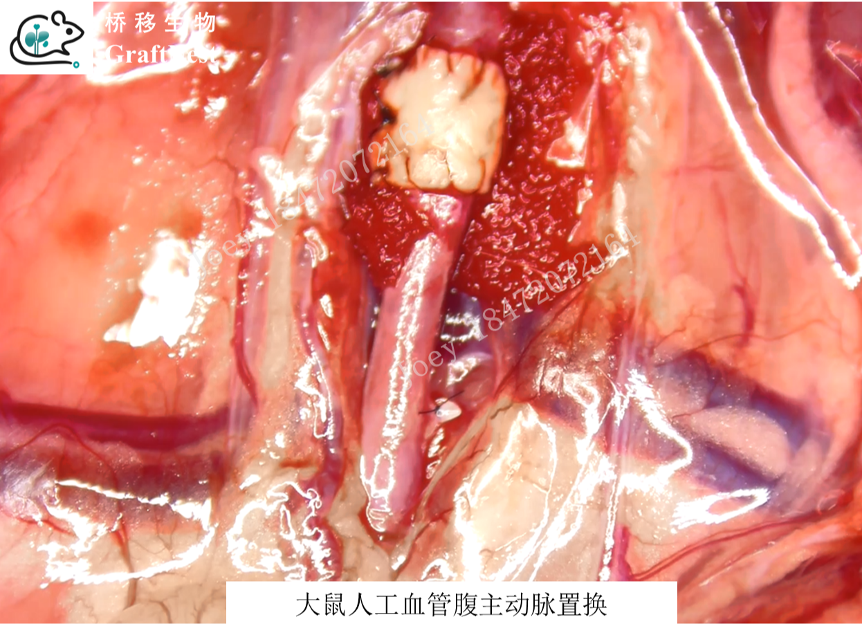 大鼠人工血管置换