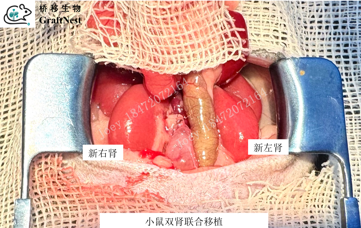 小鼠双肾联合移植技术