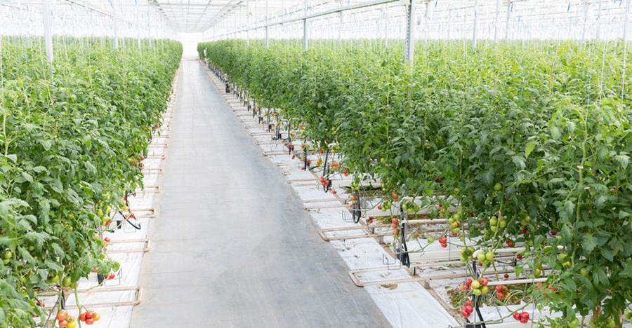 Modern greenhouse interior