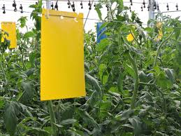 Pest Control Sticky Trap