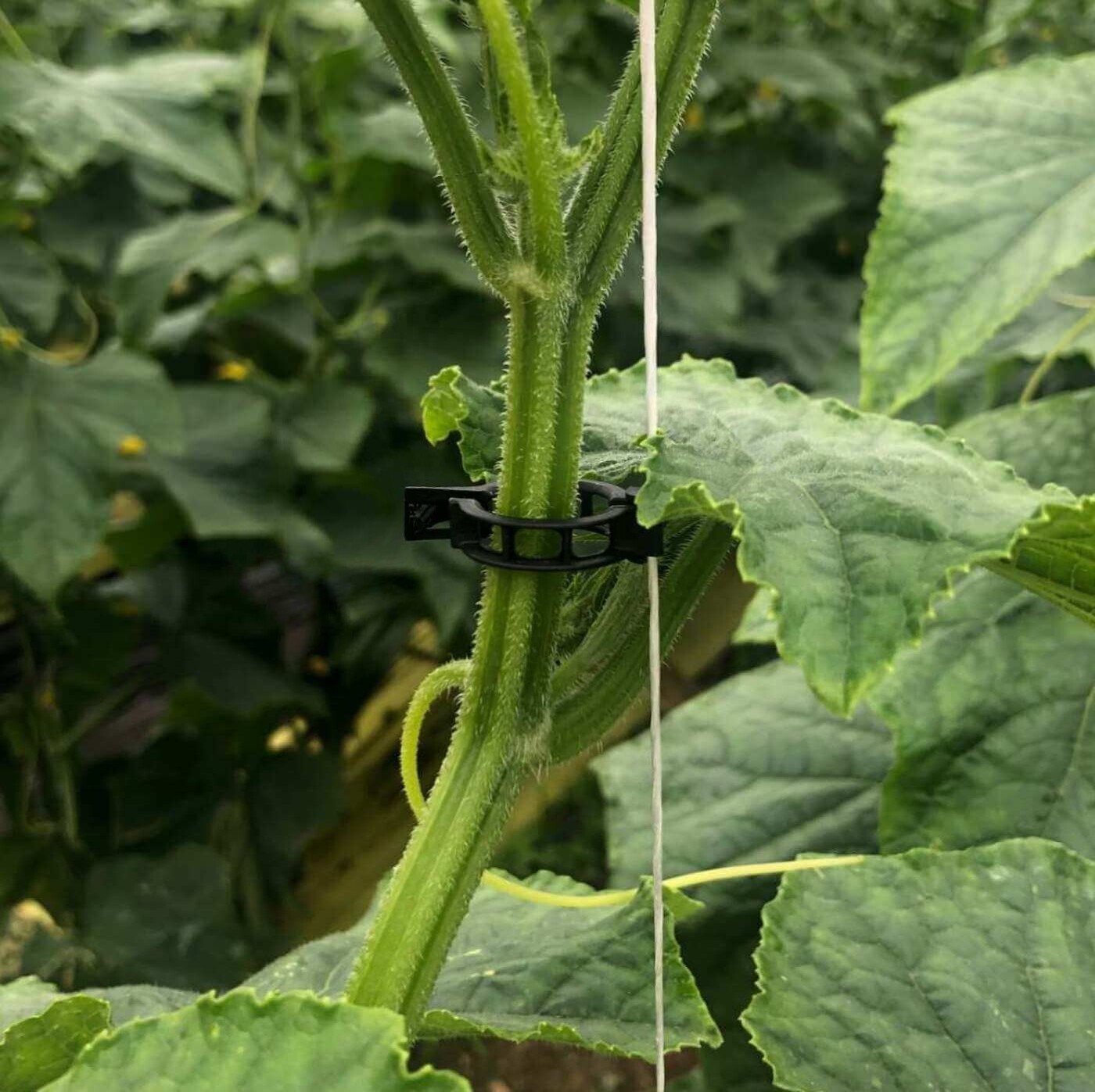 Eco Clip product